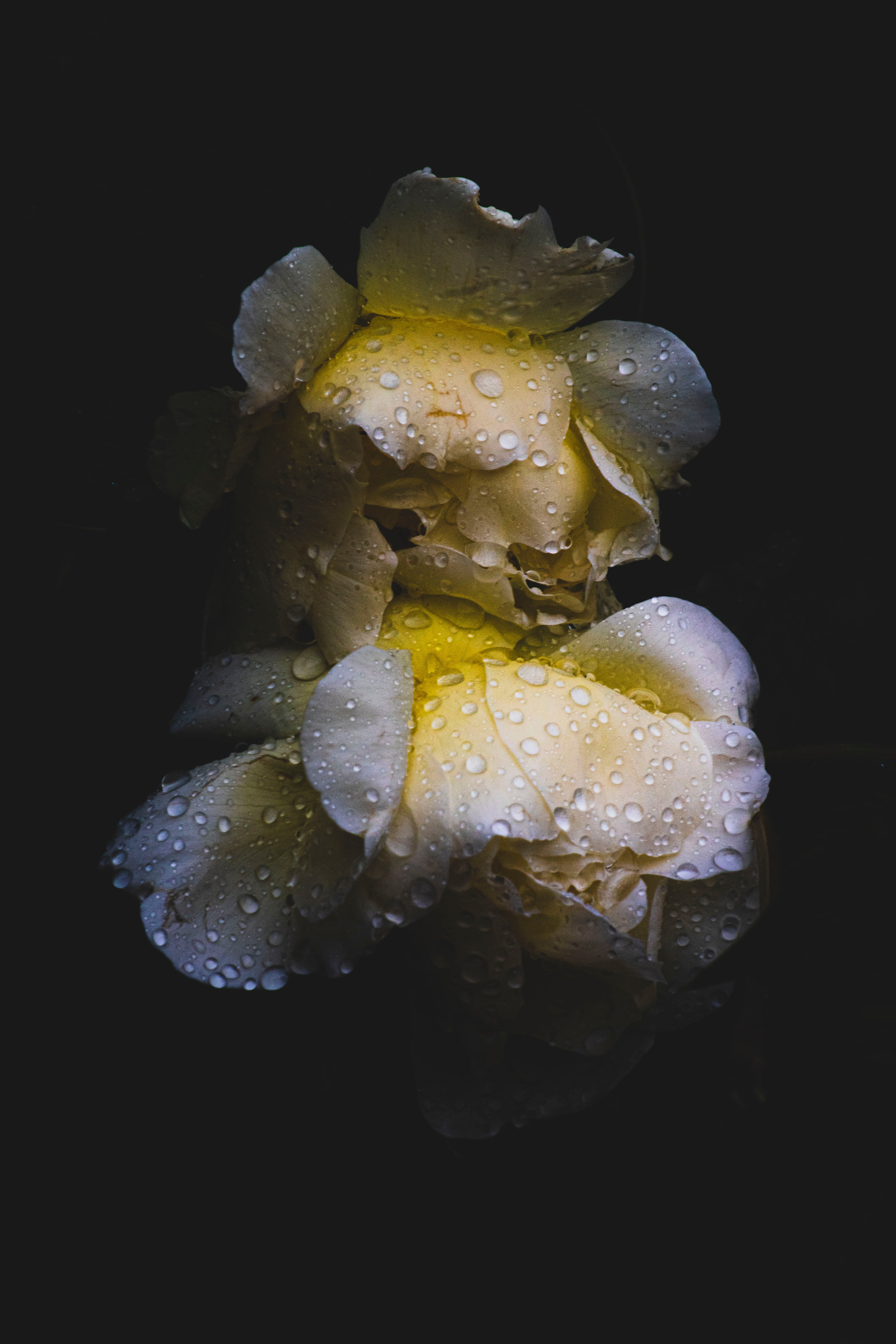 Free download wallpaper Flowers, Flower, Rose, Drops, Wet, Dark, Rose Flower on your PC desktop