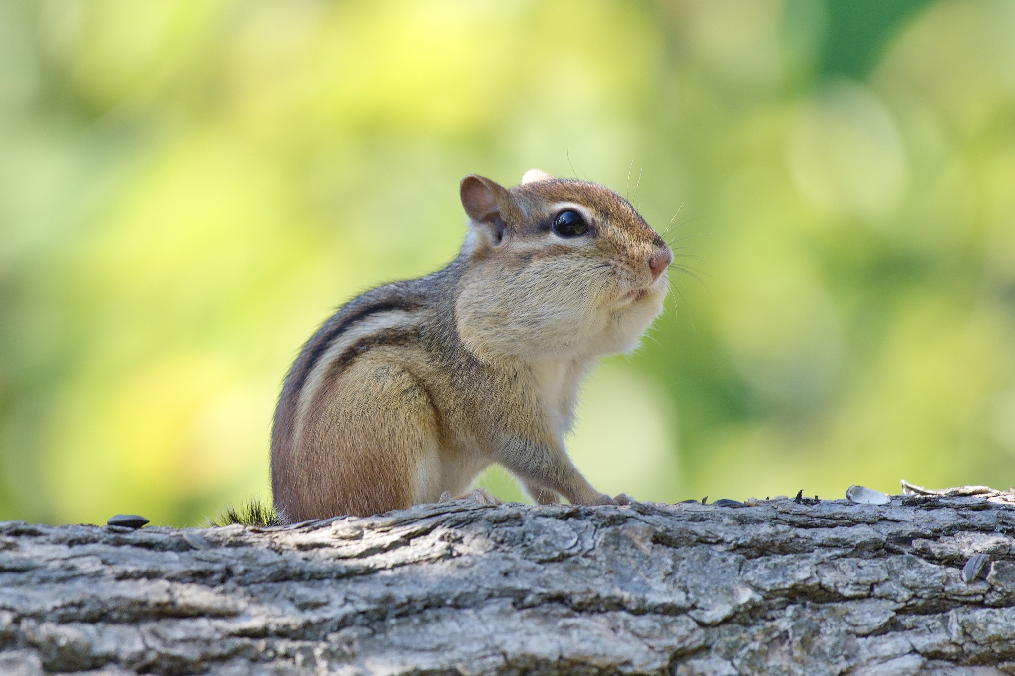 Download mobile wallpaper Animal, Rodent, Chipmunk for free.