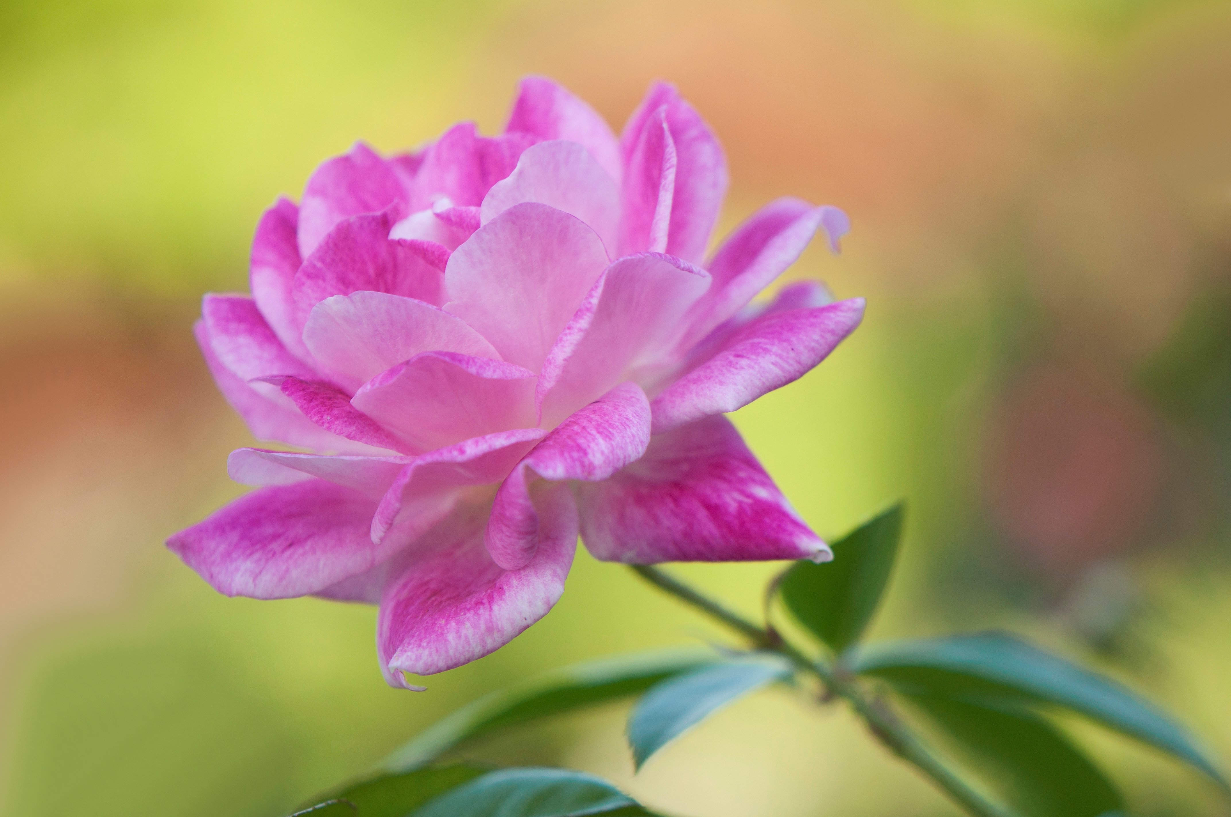PCデスクトップに自然, フラワーズ, 花, 薔薇, 地球, ピンクの花, ピンクのバラ画像を無料でダウンロード