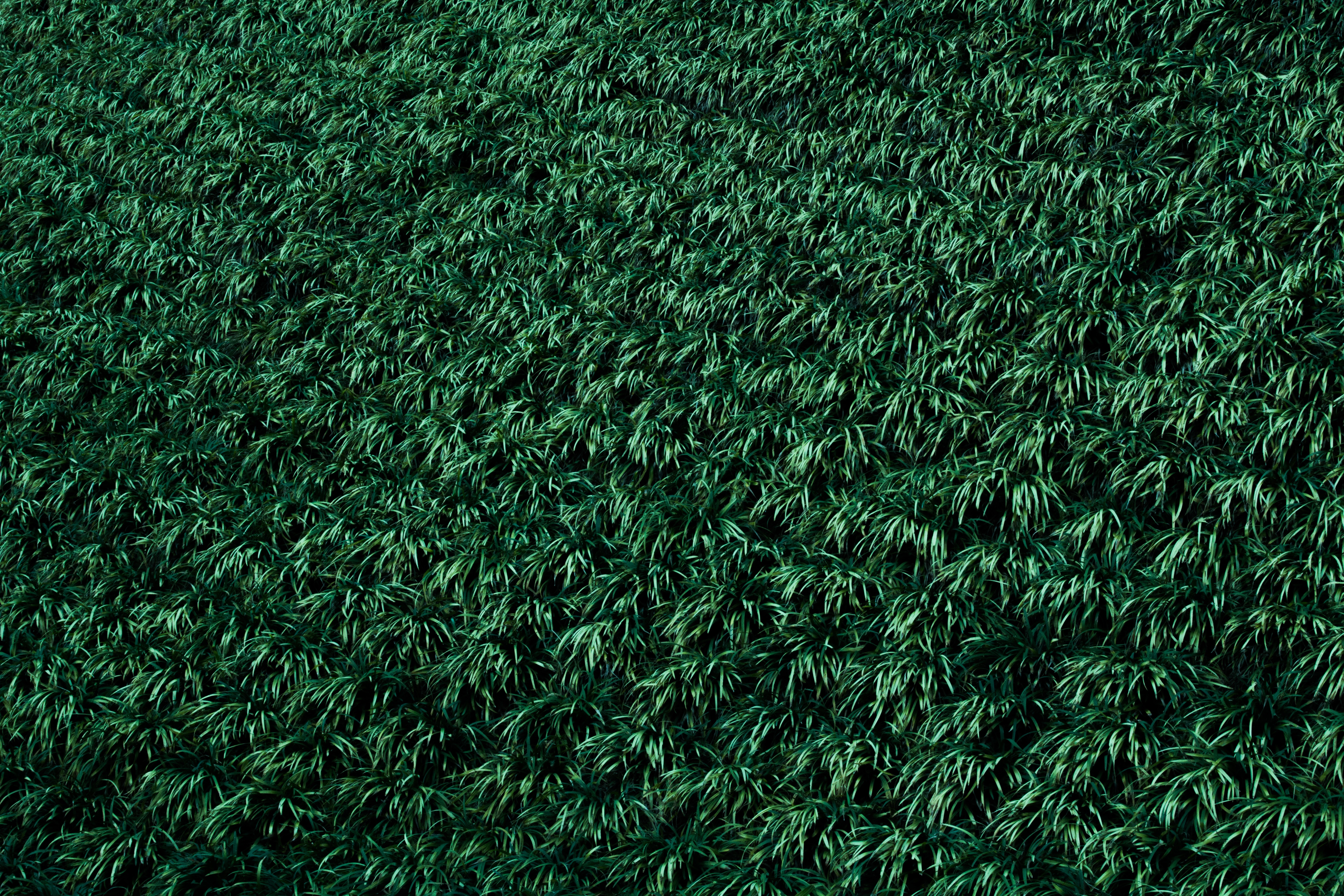 desktop Images plants, nature, grass, lawn