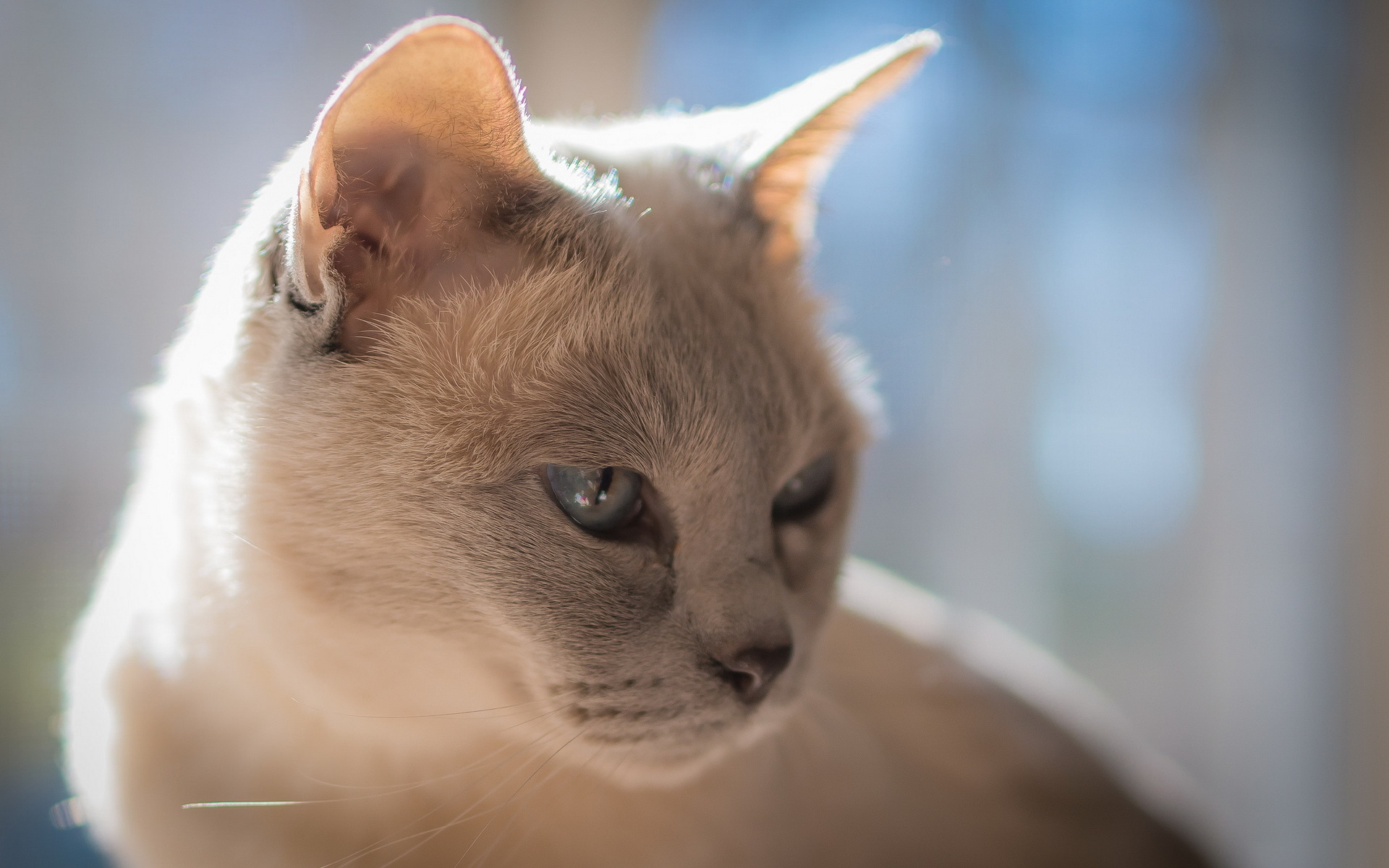 Téléchargez des papiers peints mobile Animaux, Chats, Chat gratuitement.