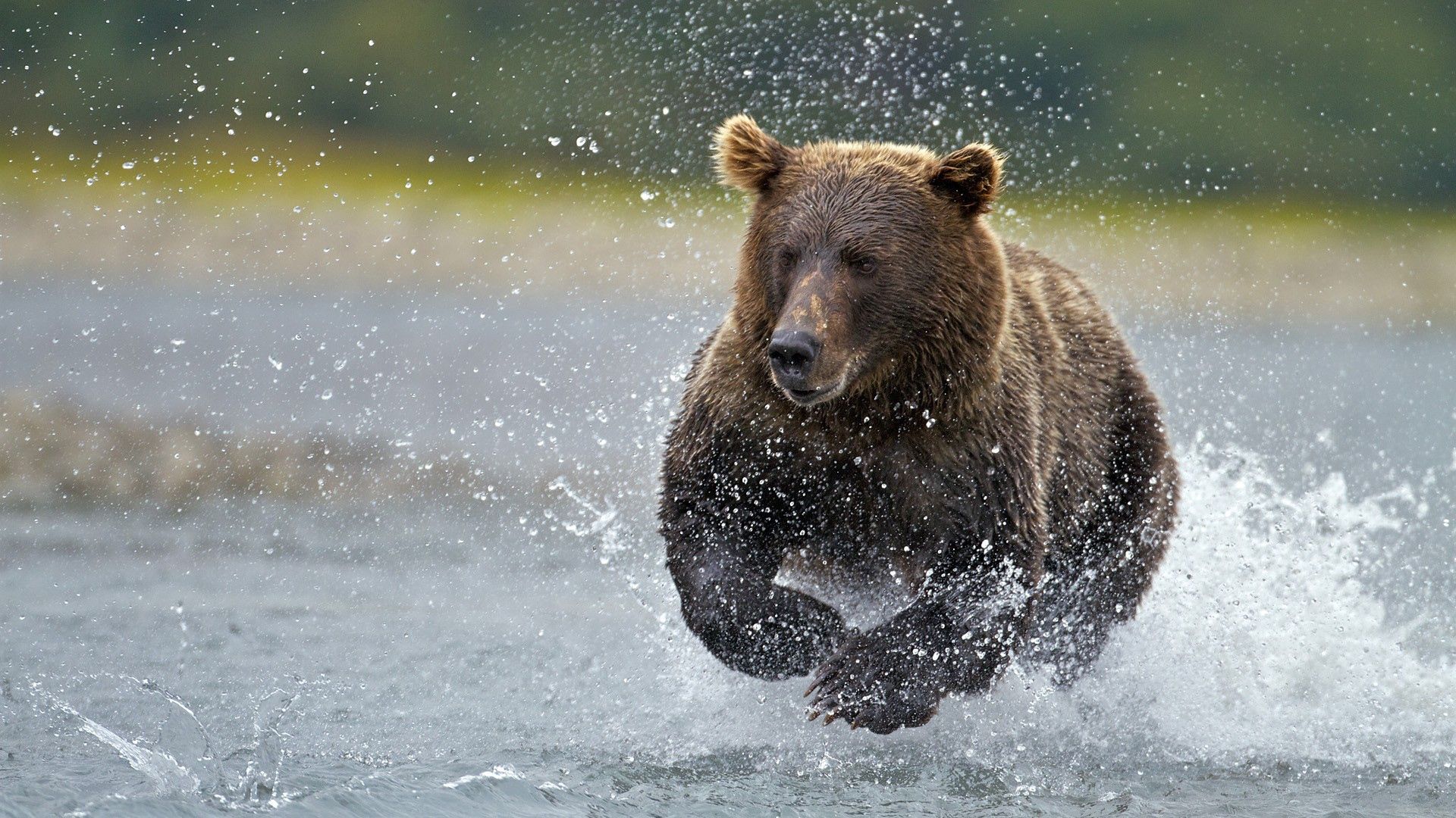 Скачать картинку Бежать, Вода, Животные, Брызги, Медведь в телефон бесплатно.