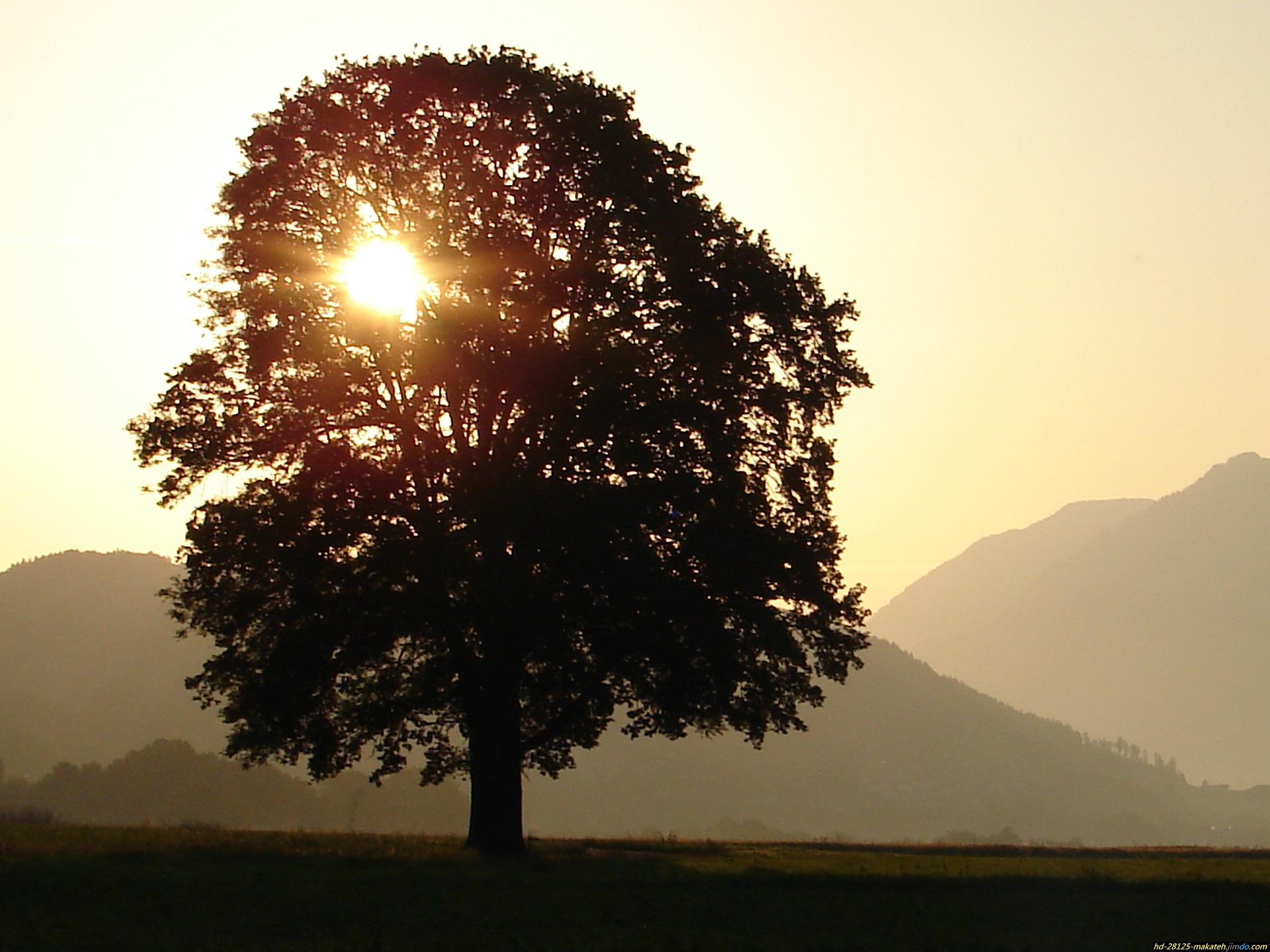 Download mobile wallpaper Trees, Sun, Tree, Nature, Earth, Sky, Landscape for free.