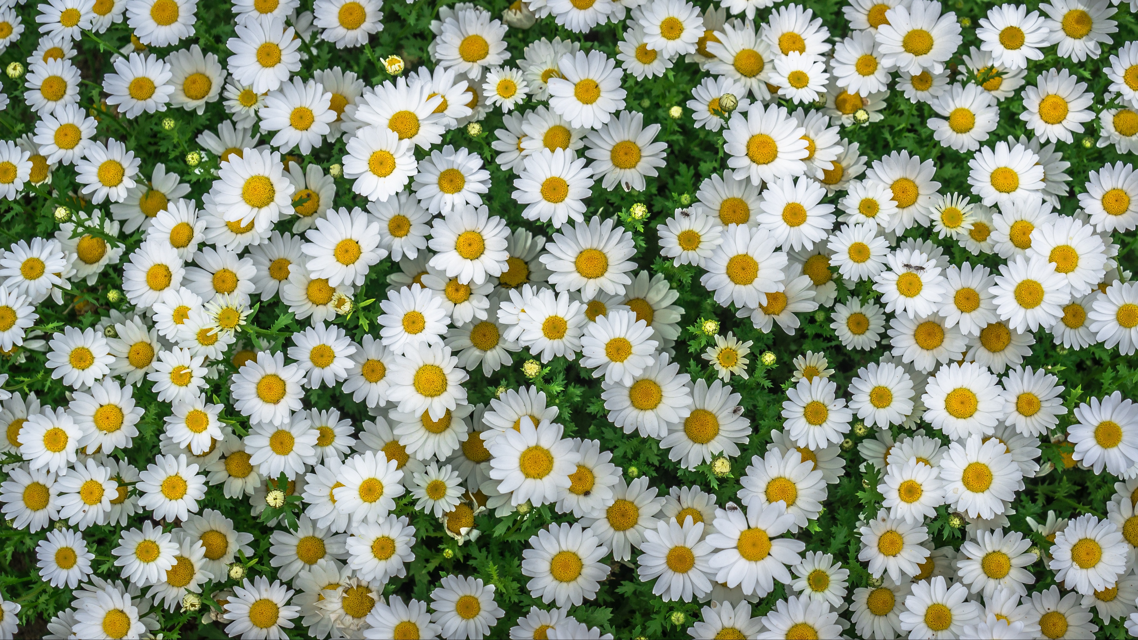 flowers, earth, camomile, flower, white flower