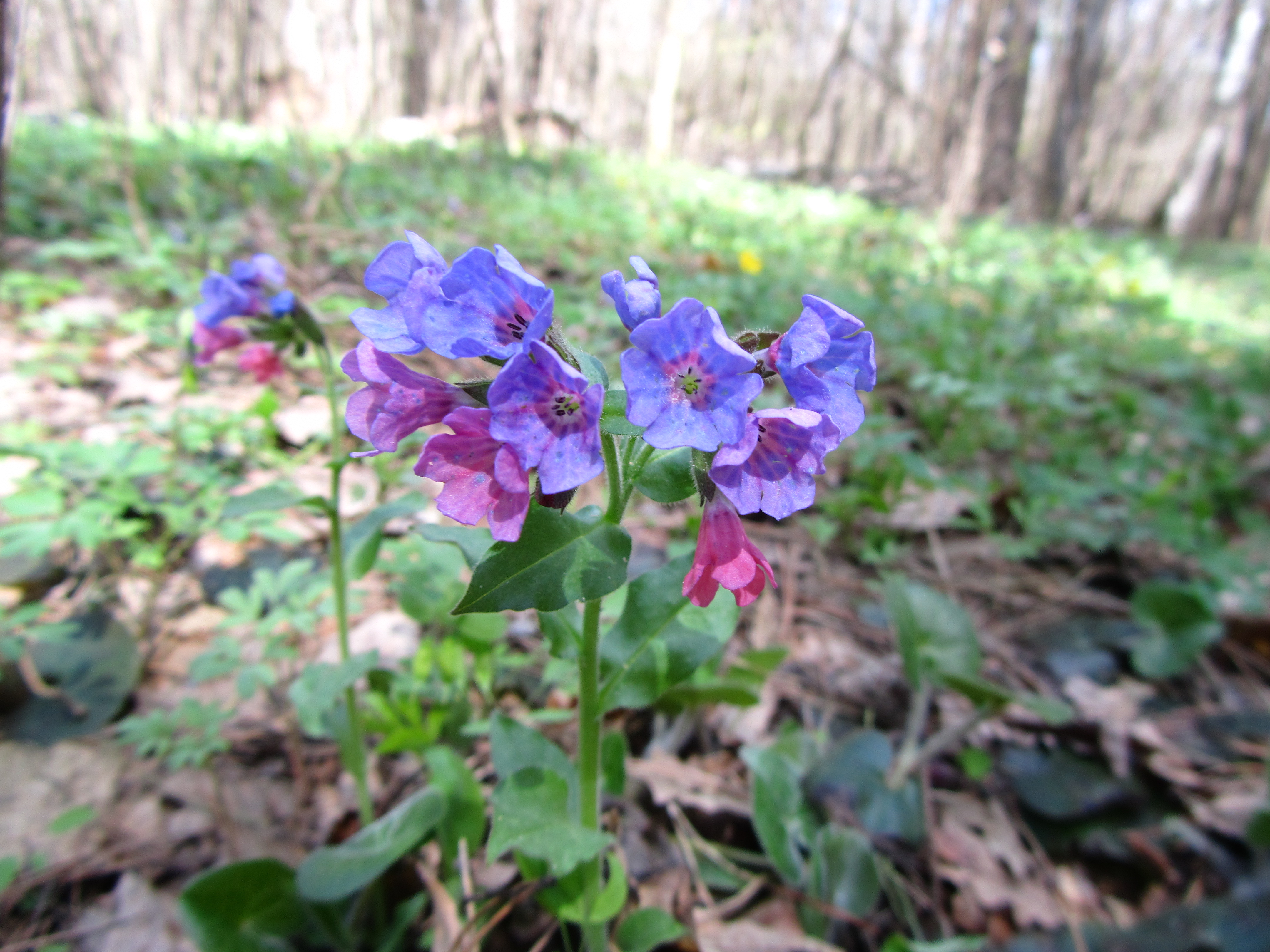 Descarga gratis la imagen Flor, Tierra/naturaleza en el escritorio de tu PC