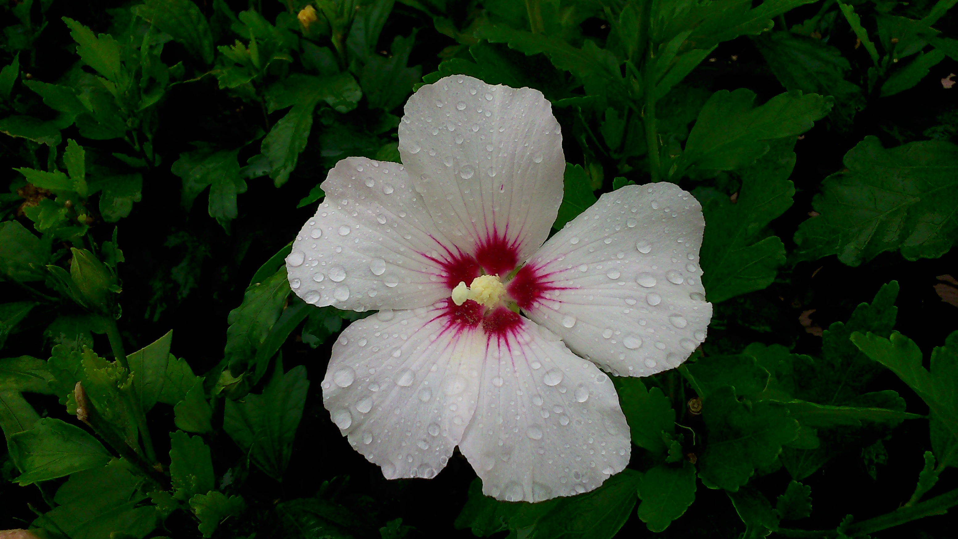 PCデスクトップにフラワーズ, 花, 地球, 白い花, 水滴, 雨滴画像を無料でダウンロード