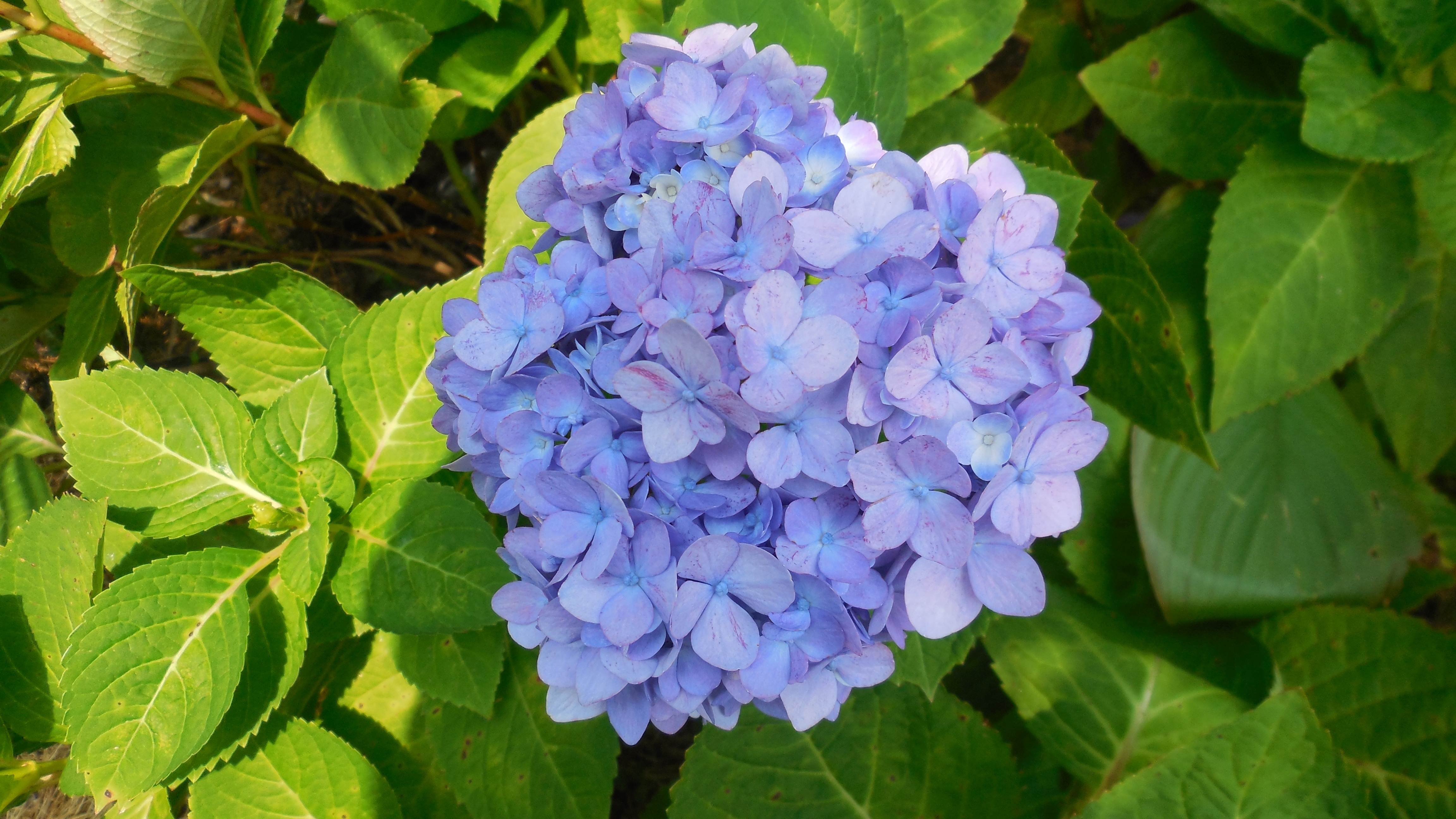 Cool Hydrangea Backgrounds