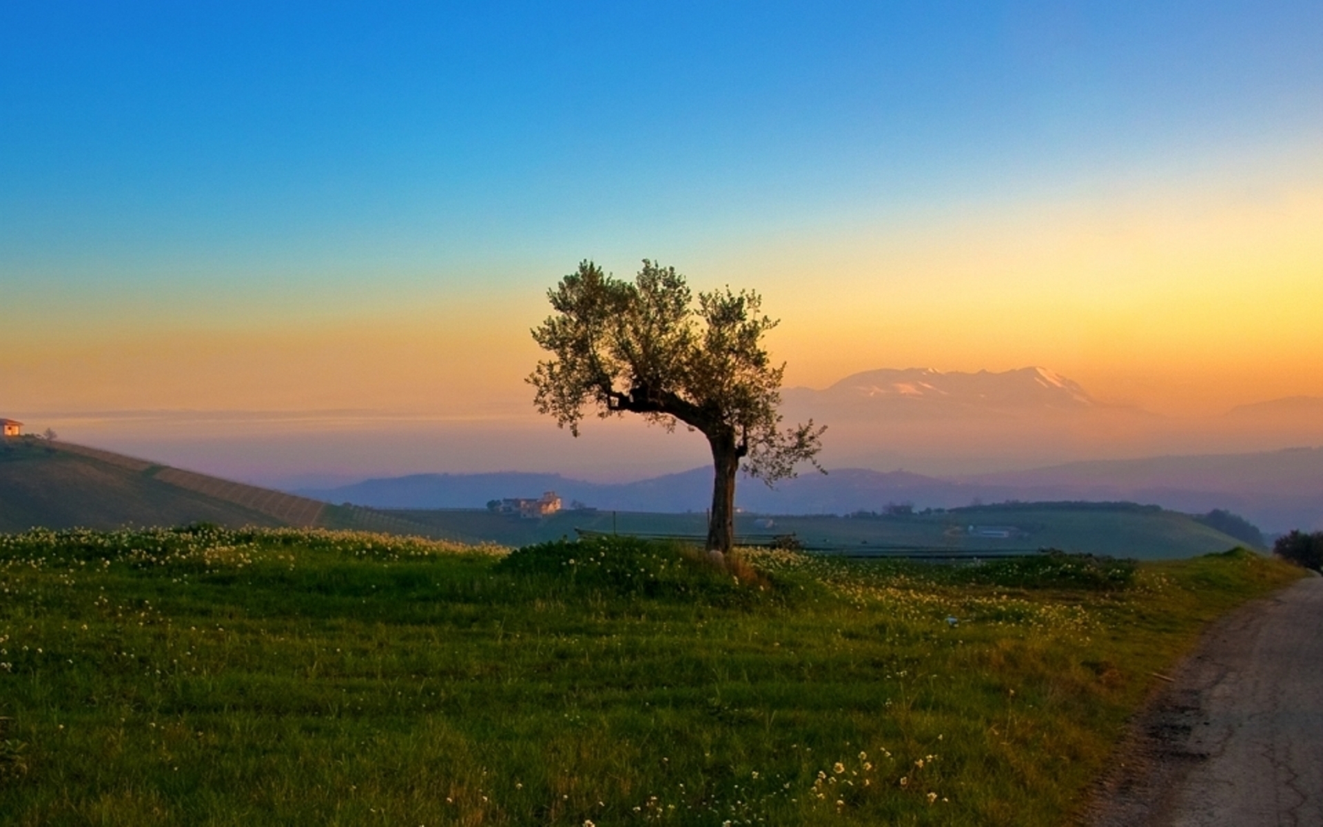 Download mobile wallpaper Landscape, Trees, Sunset, Fields for free.