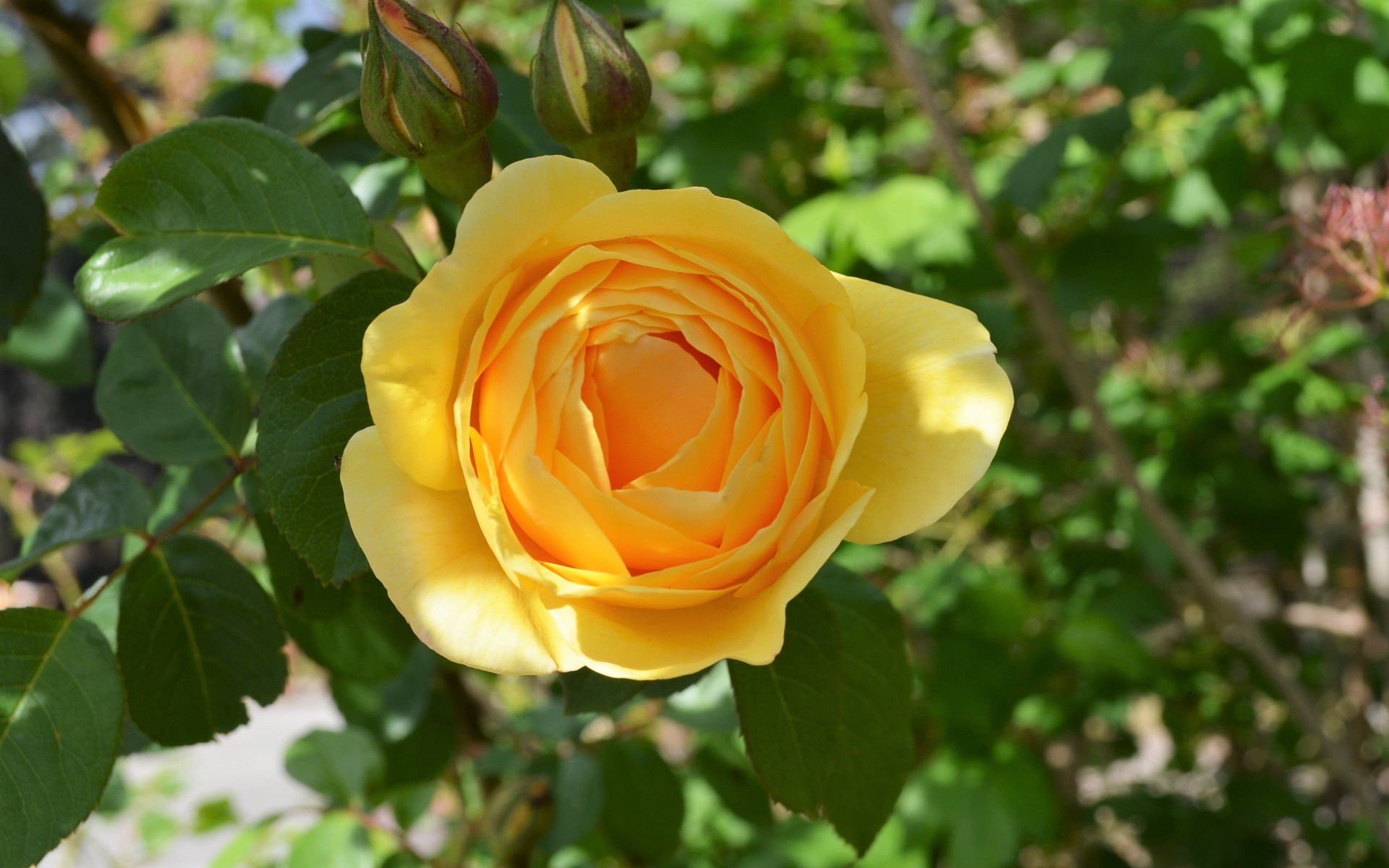 Téléchargez des papiers peints mobile Fleurs, Rose, Fleur, Une Rose Jaune, La Nature, Terre/nature gratuitement.