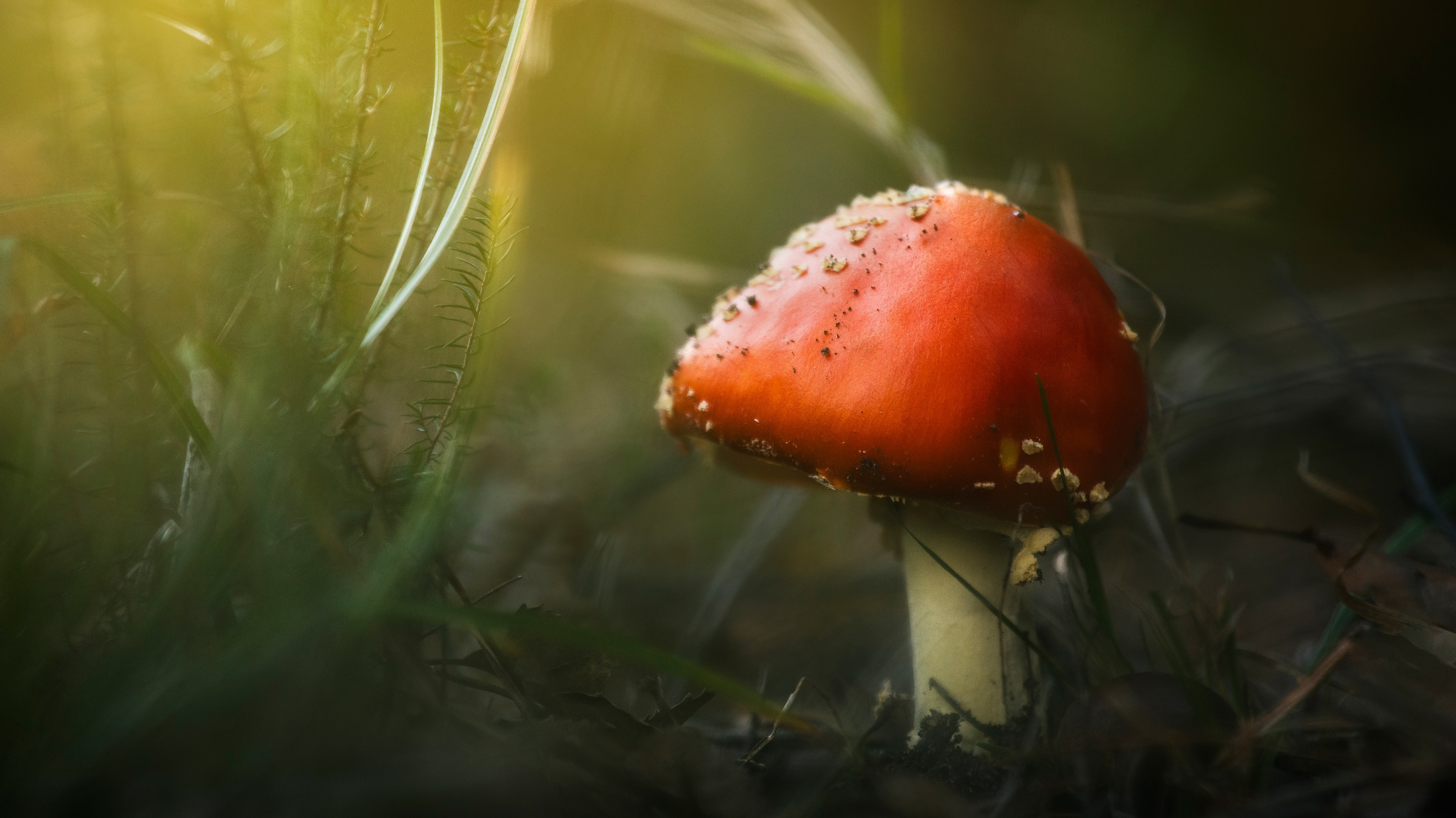 Download mobile wallpaper Close Up, Fall, Earth, Mushroom for free.