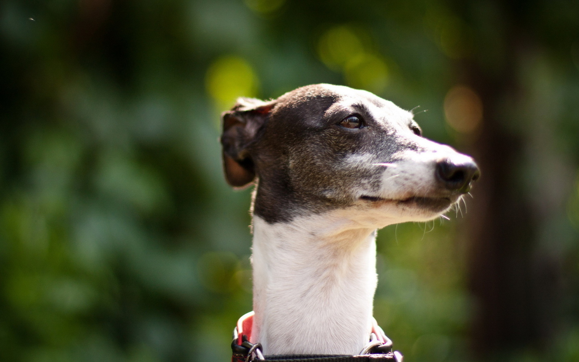 Téléchargez des papiers peints mobile Chiens, Chien, Animaux gratuitement.