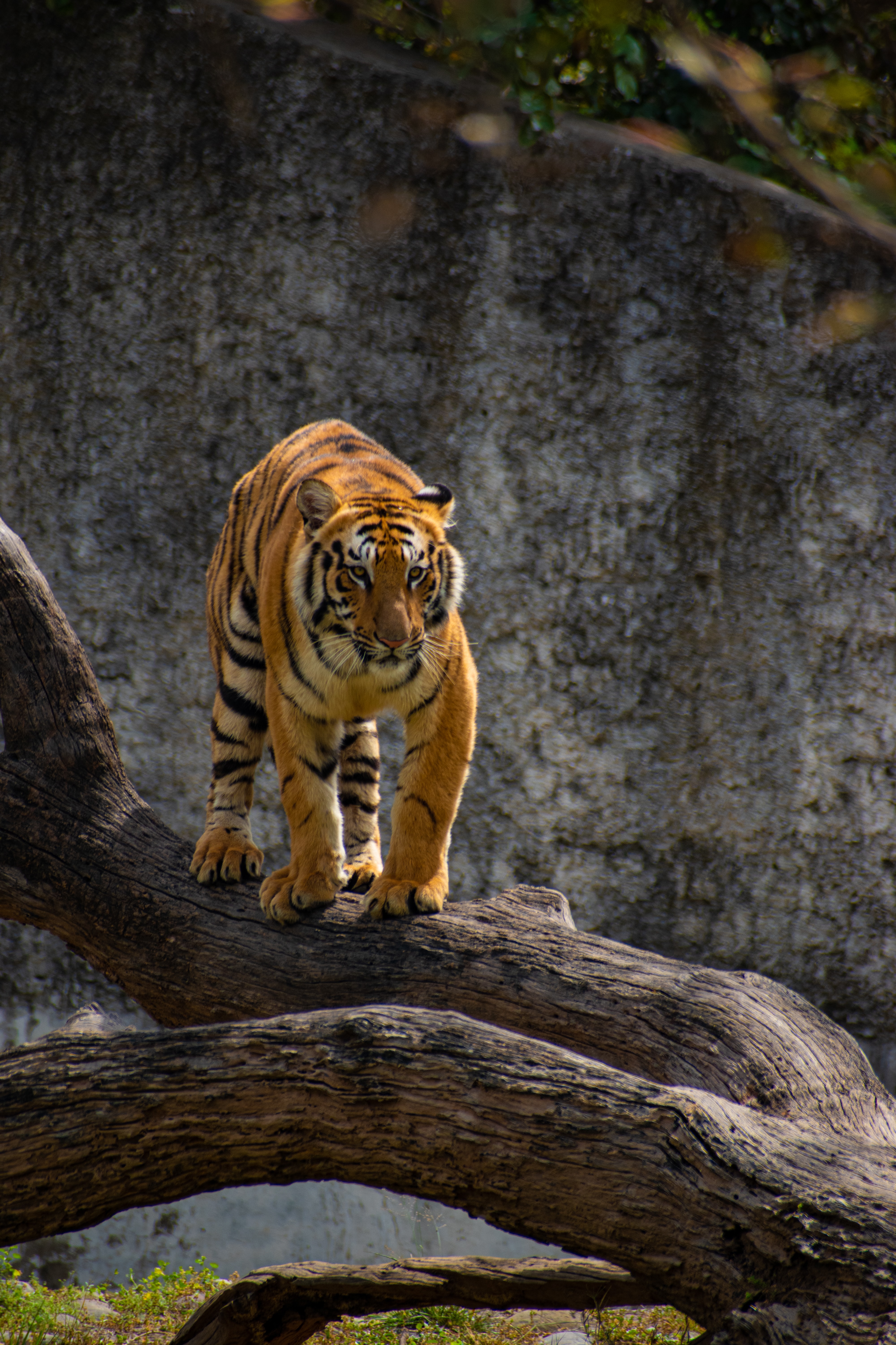 Download mobile wallpaper Sight, Opinion, Wood, Tree, Predator, Big Cat, Animals, Tiger for free.