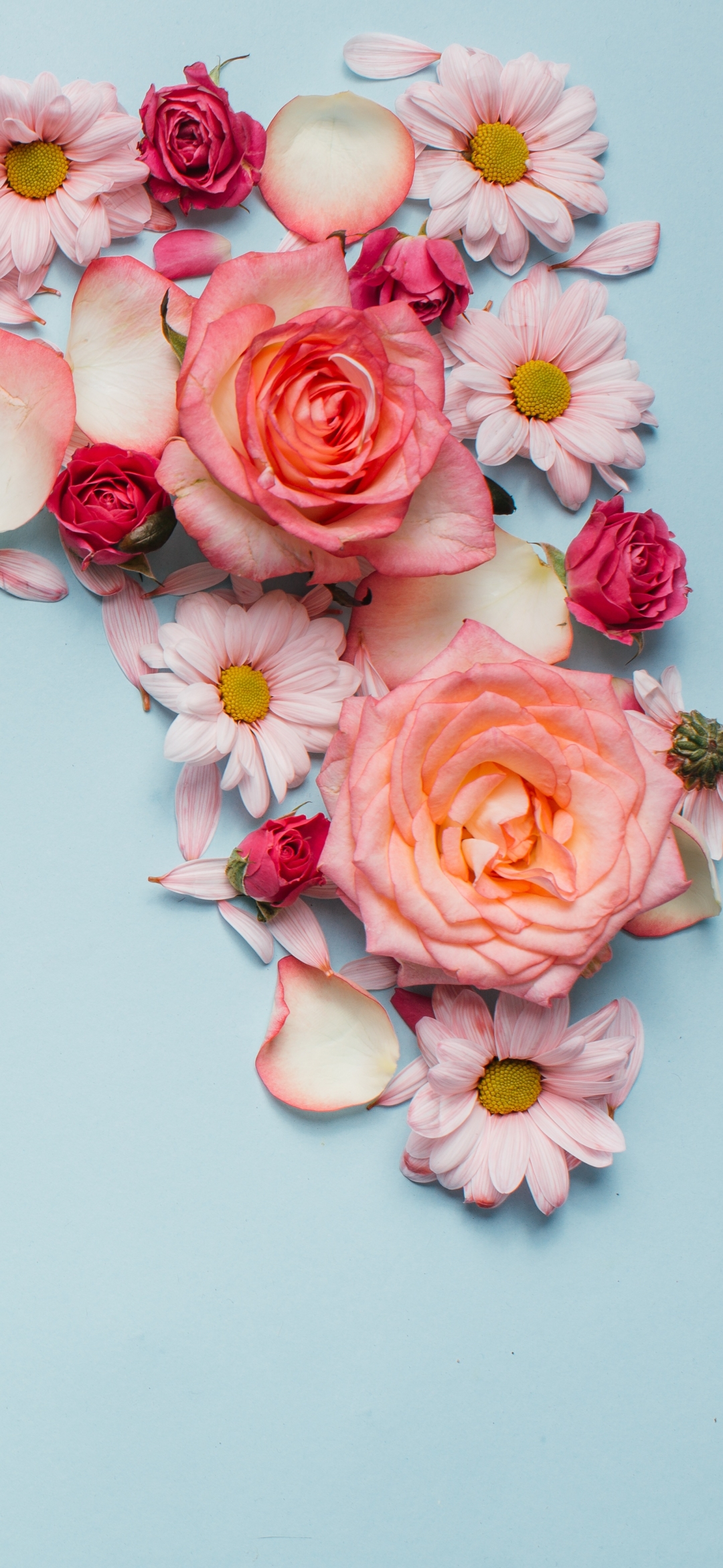 Download mobile wallpaper Flower, Rose, Petal, Man Made for free.