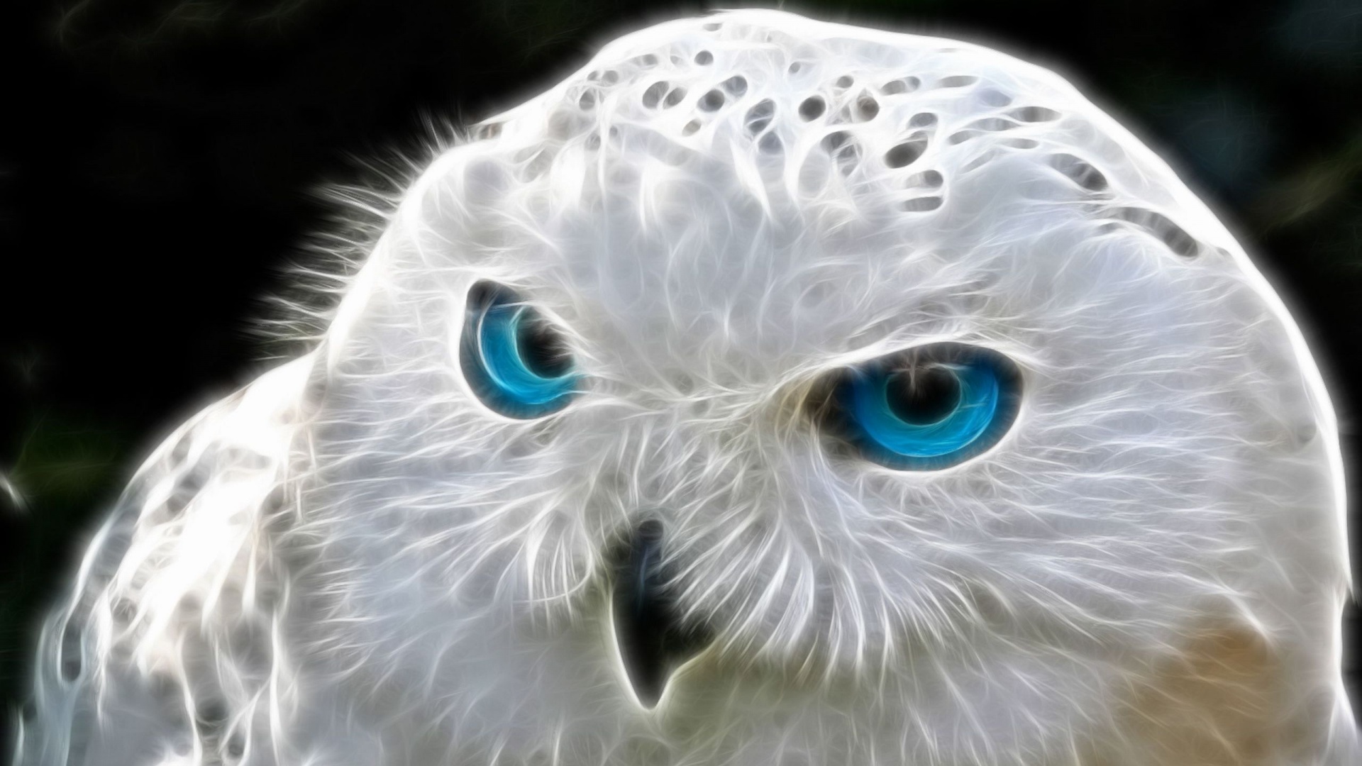 Free download wallpaper Owl, Birds, Animal on your PC desktop