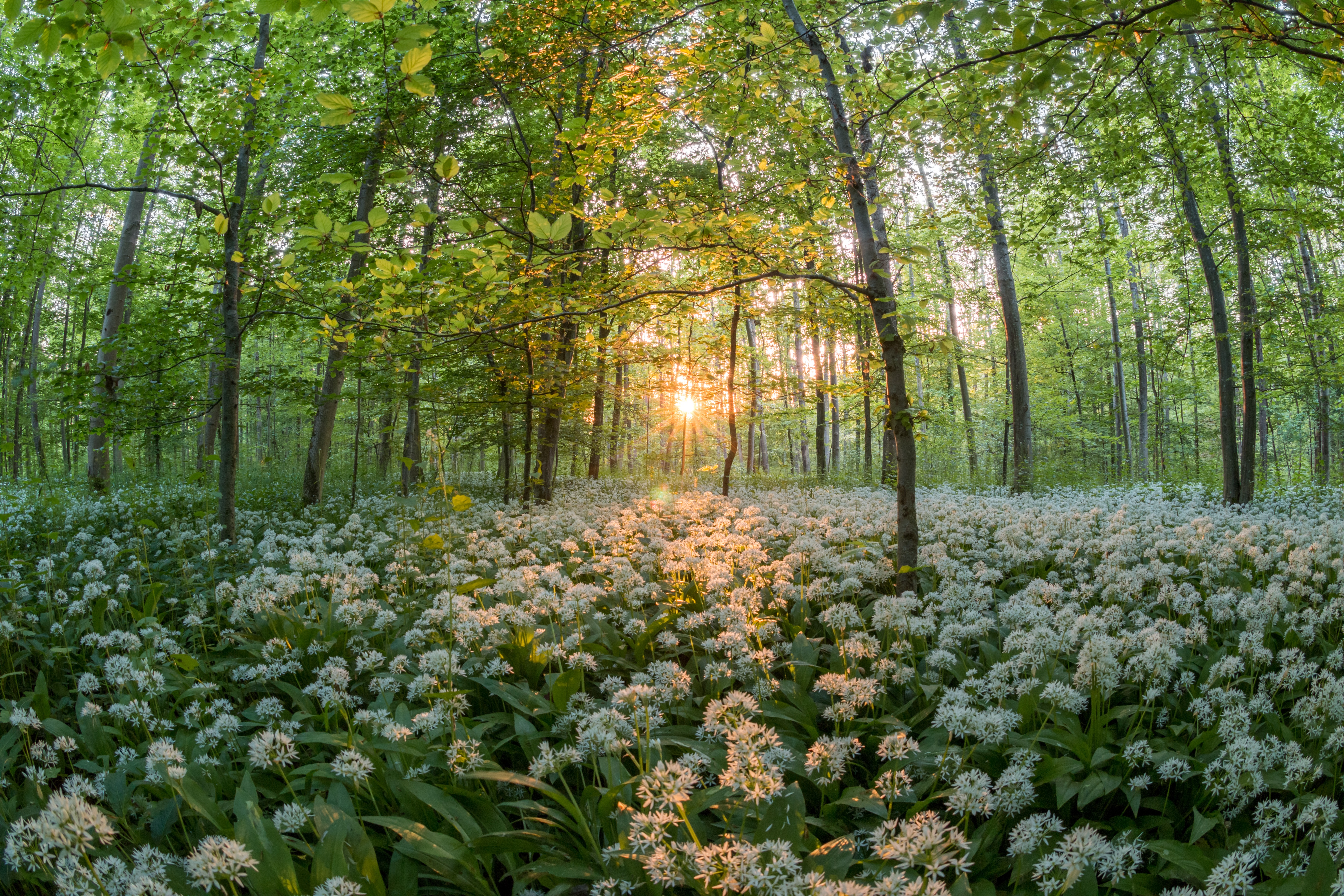 Скачать обои бесплатно Цветок, Лес, Дерево, Весна, Белый Цветок, Земля/природа картинка на рабочий стол ПК