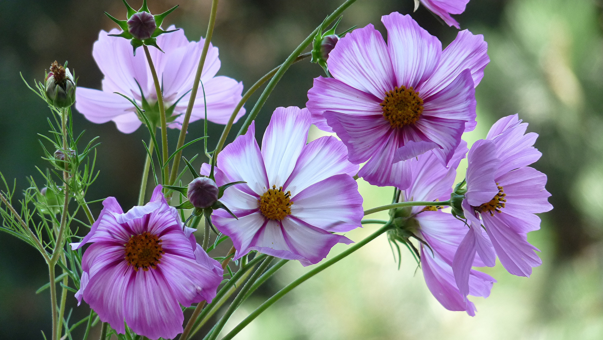 Laden Sie das Blumen, Blume, Lila Blume, Erde/natur, Kosmeen-Bild kostenlos auf Ihren PC-Desktop herunter