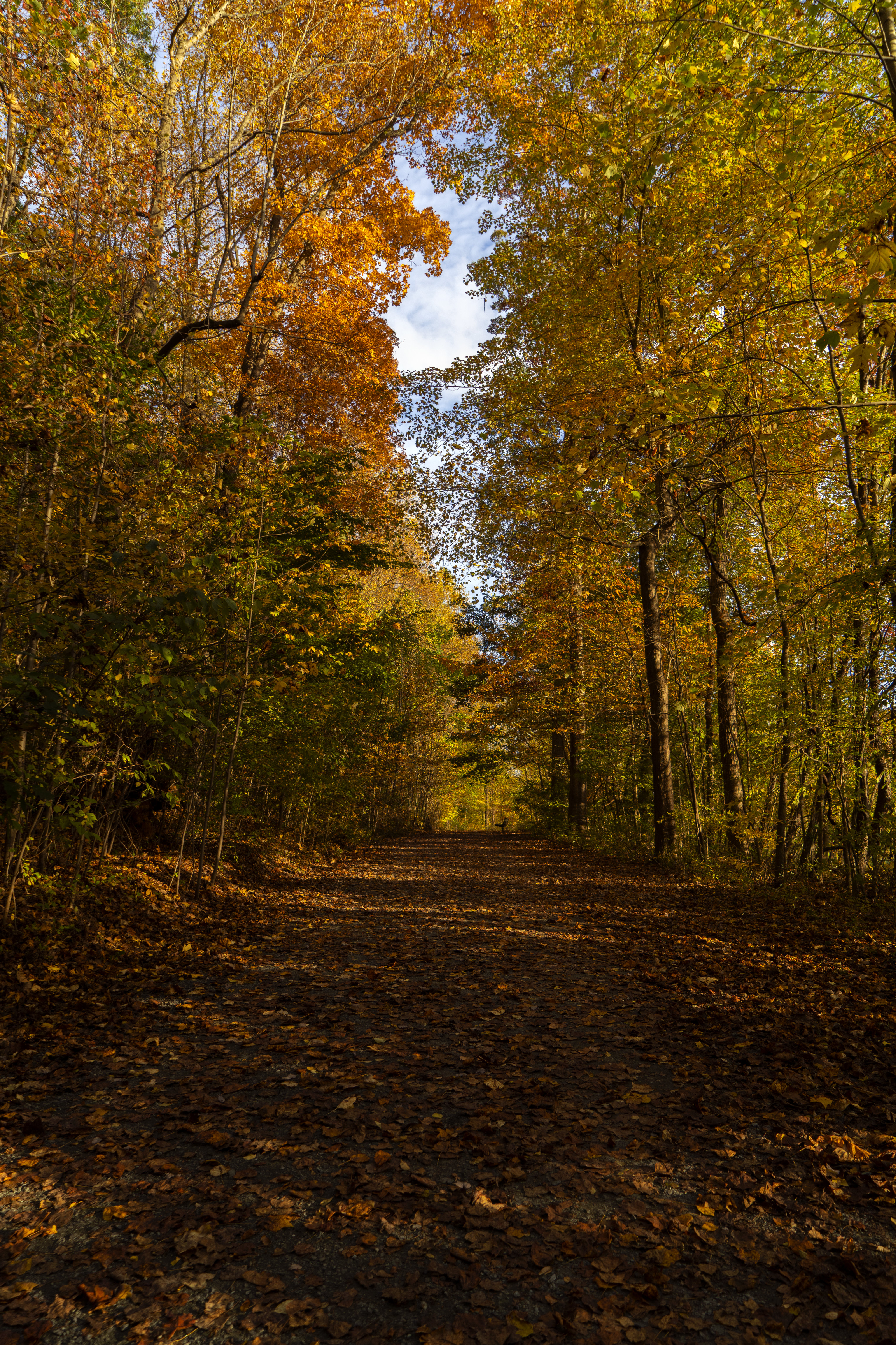nature, trees, autumn, park, track, fallen leaves, fallen foliage