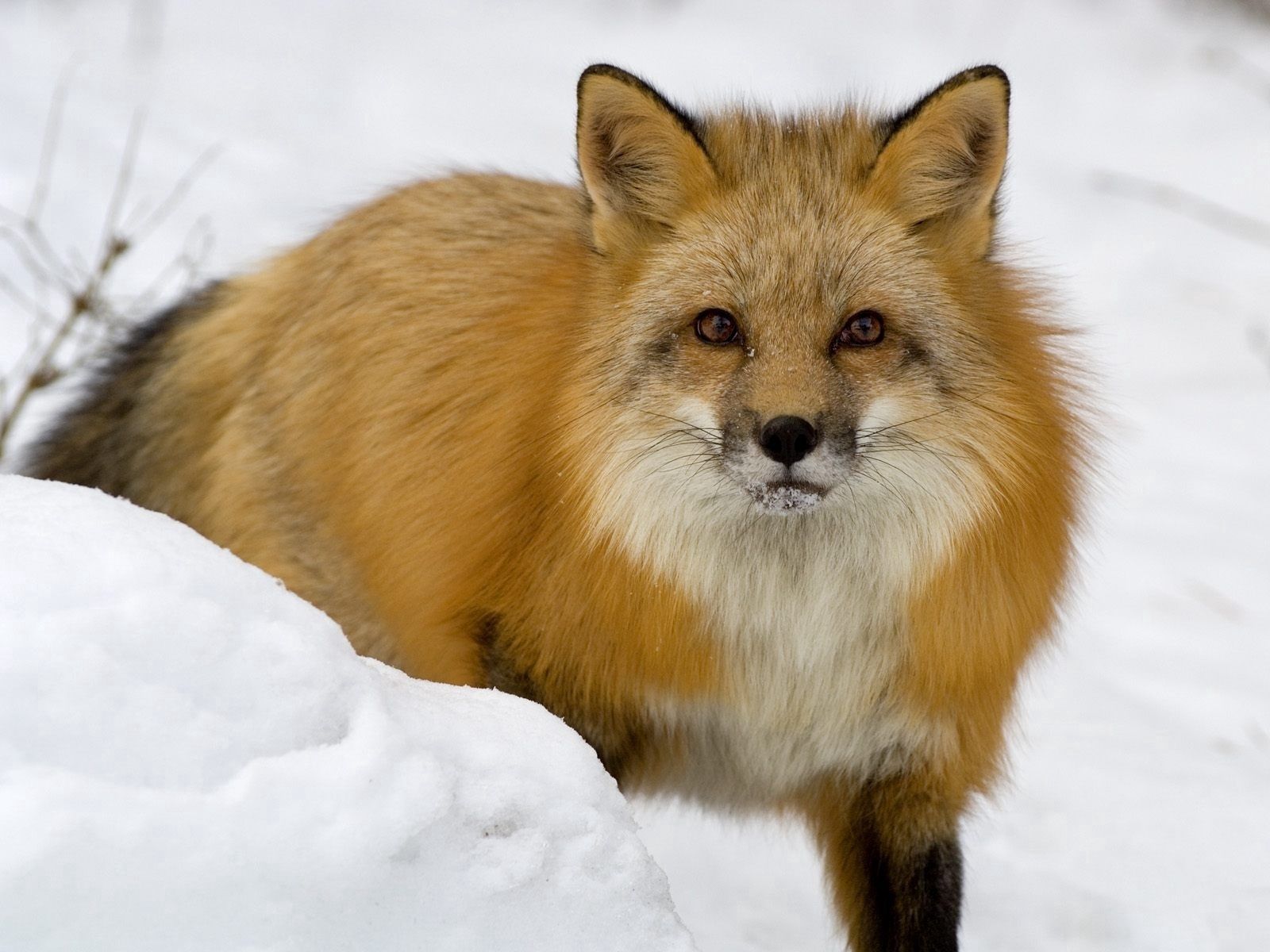 Download mobile wallpaper Muzzle, Snow, Winter, Animals, Fear, Fox for free.