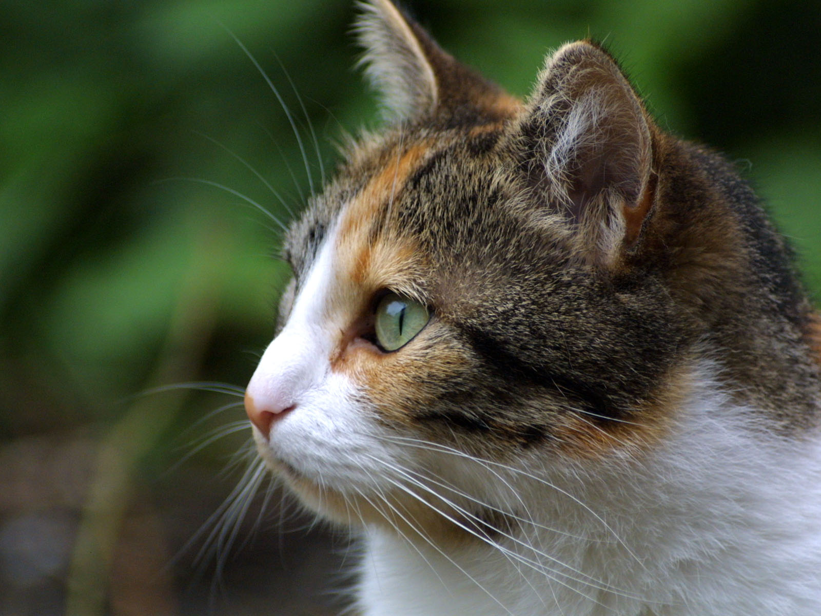 Descarga gratuita de fondo de pantalla para móvil de Animales, Gatos, Gato.