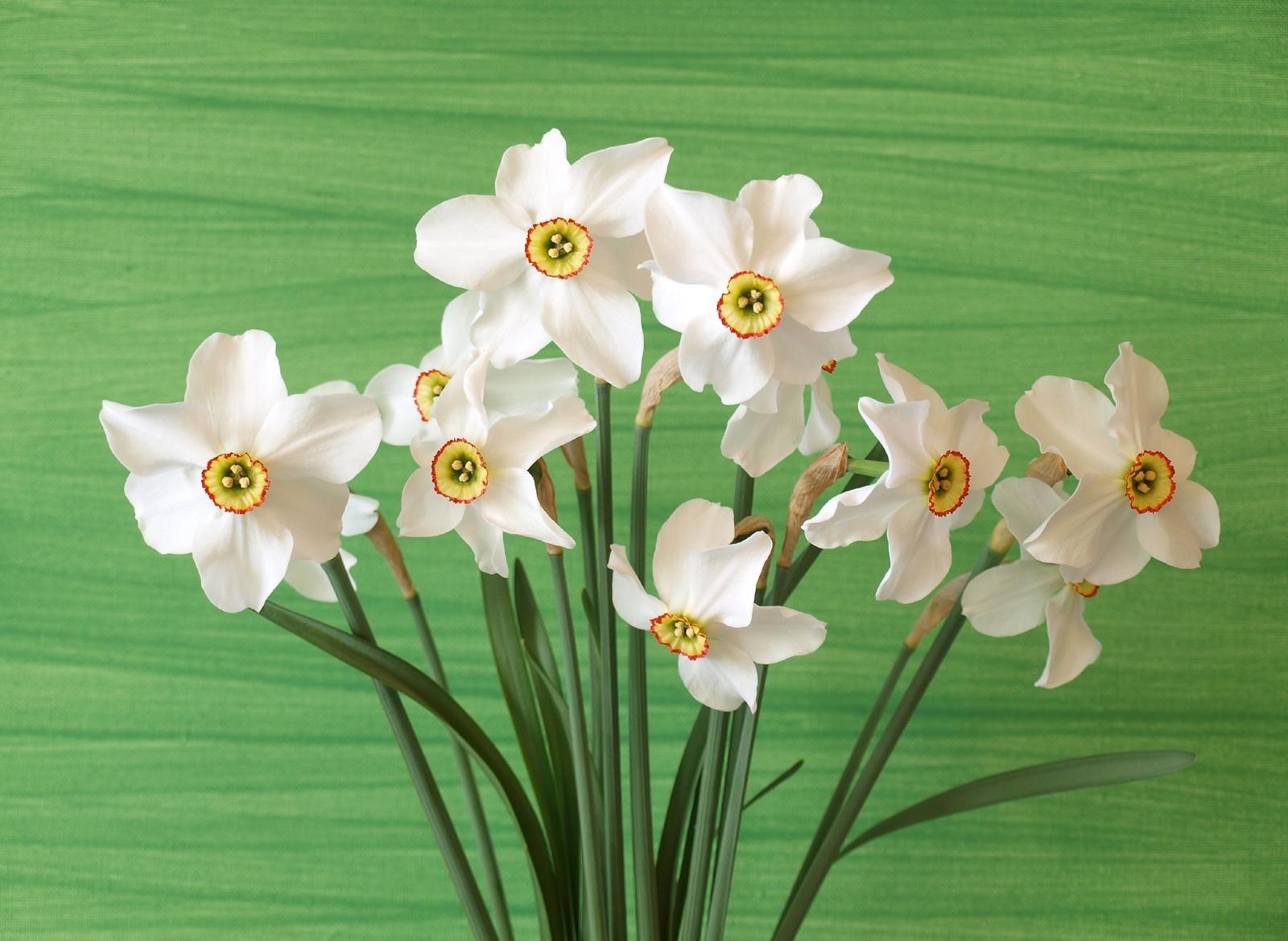 narcissussi, bouquet, flowers, background, spring