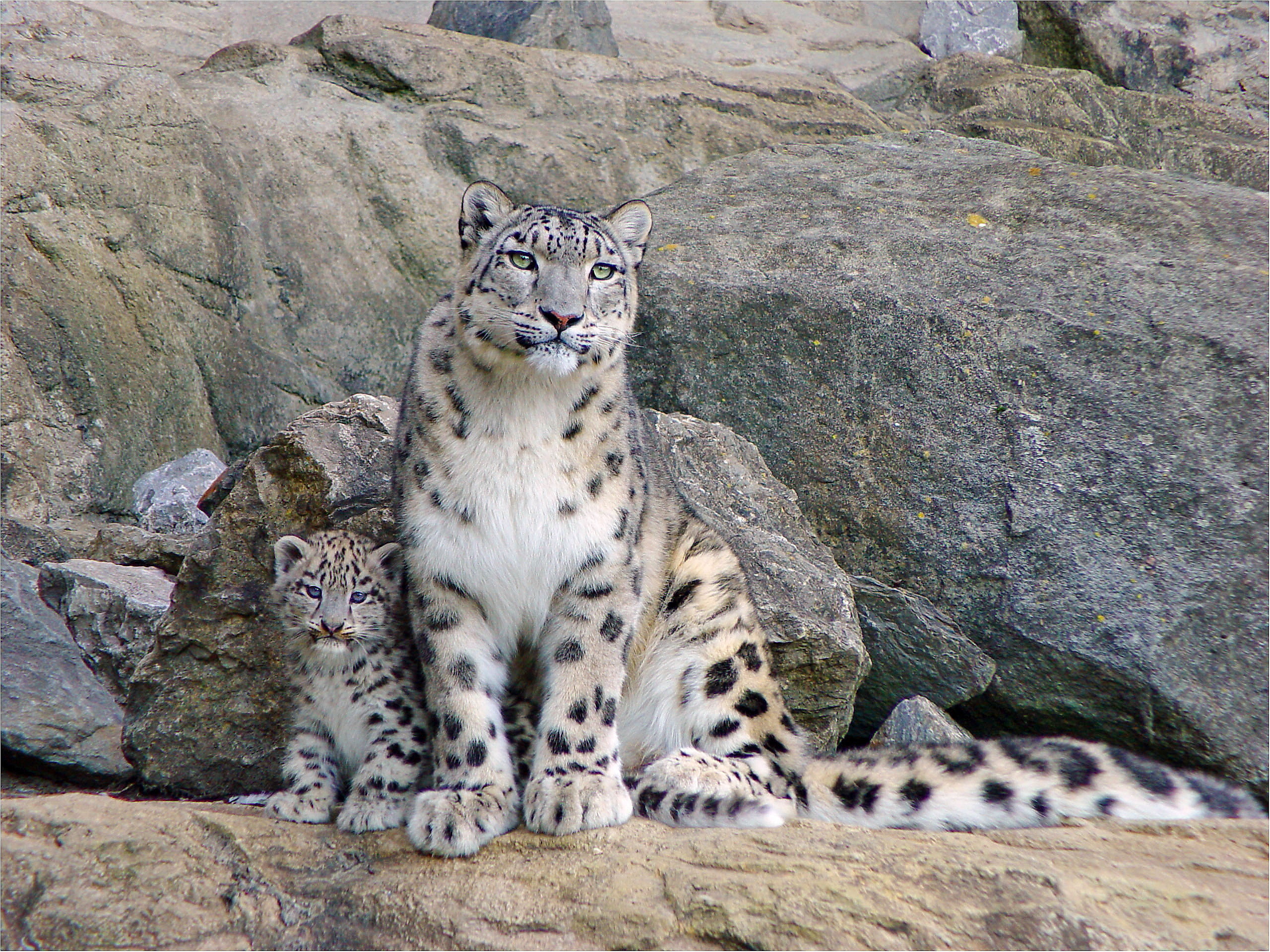 245400 télécharger le fond d'écran léopard des neiges, animaux, chats - économiseurs d'écran et images gratuitement