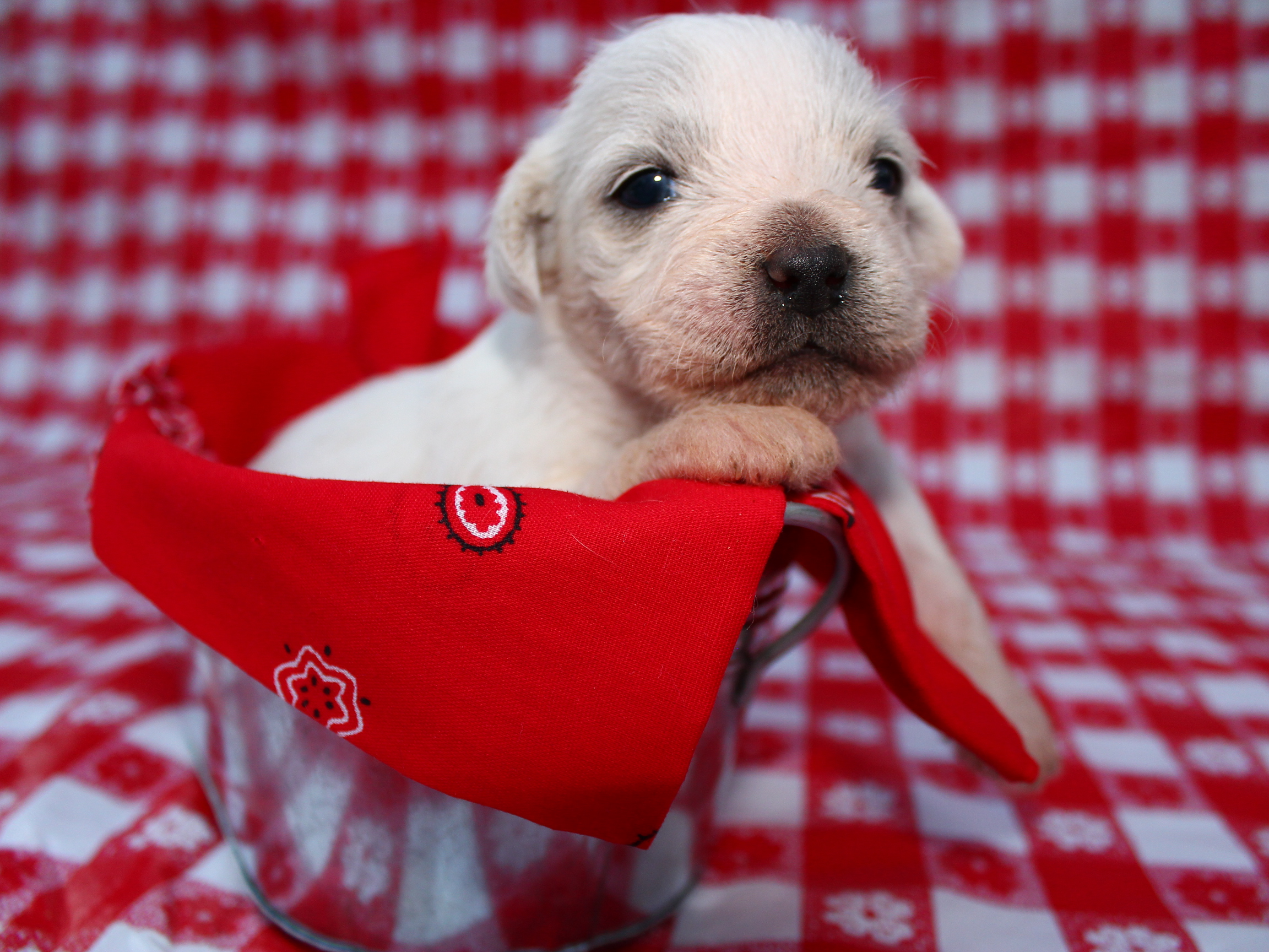 Handy-Wallpaper Tiere, Hunde, Welpen kostenlos herunterladen.