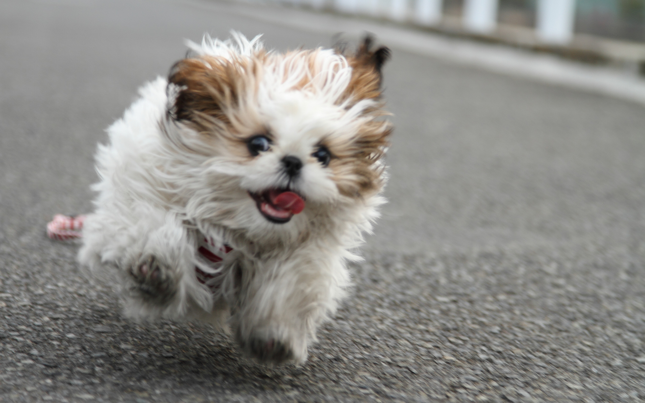 Téléchargez des papiers peints mobile Animaux, Chiens, Chien gratuitement.