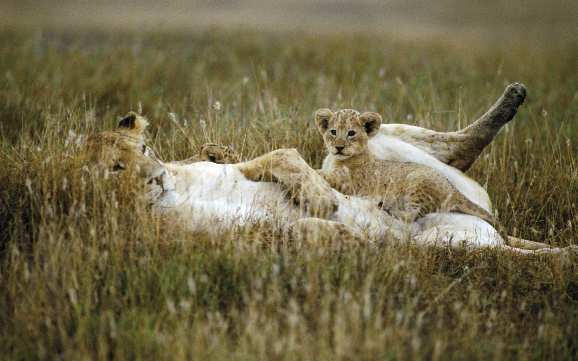 Descarga gratis la imagen Animales, Gatos, León, África en el escritorio de tu PC