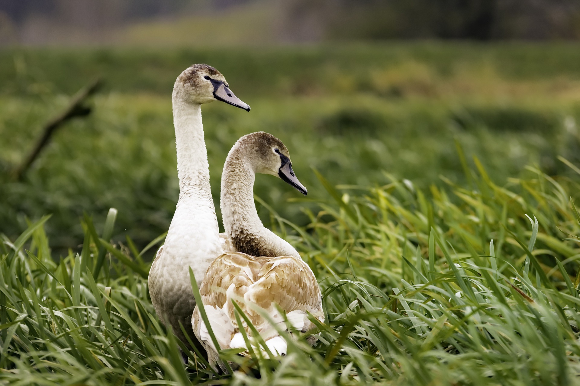 Free download wallpaper Birds, Grass, Bird, Animal, Duck on your PC desktop