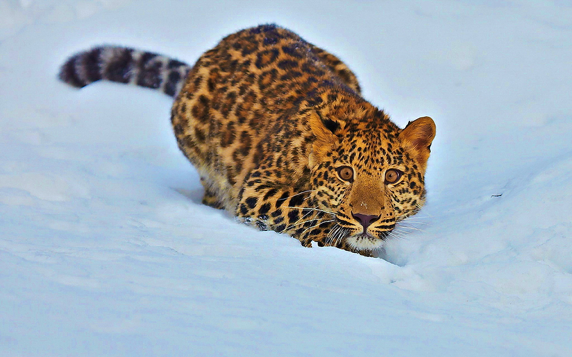 Download mobile wallpaper Cats, Leopard, Animal for free.