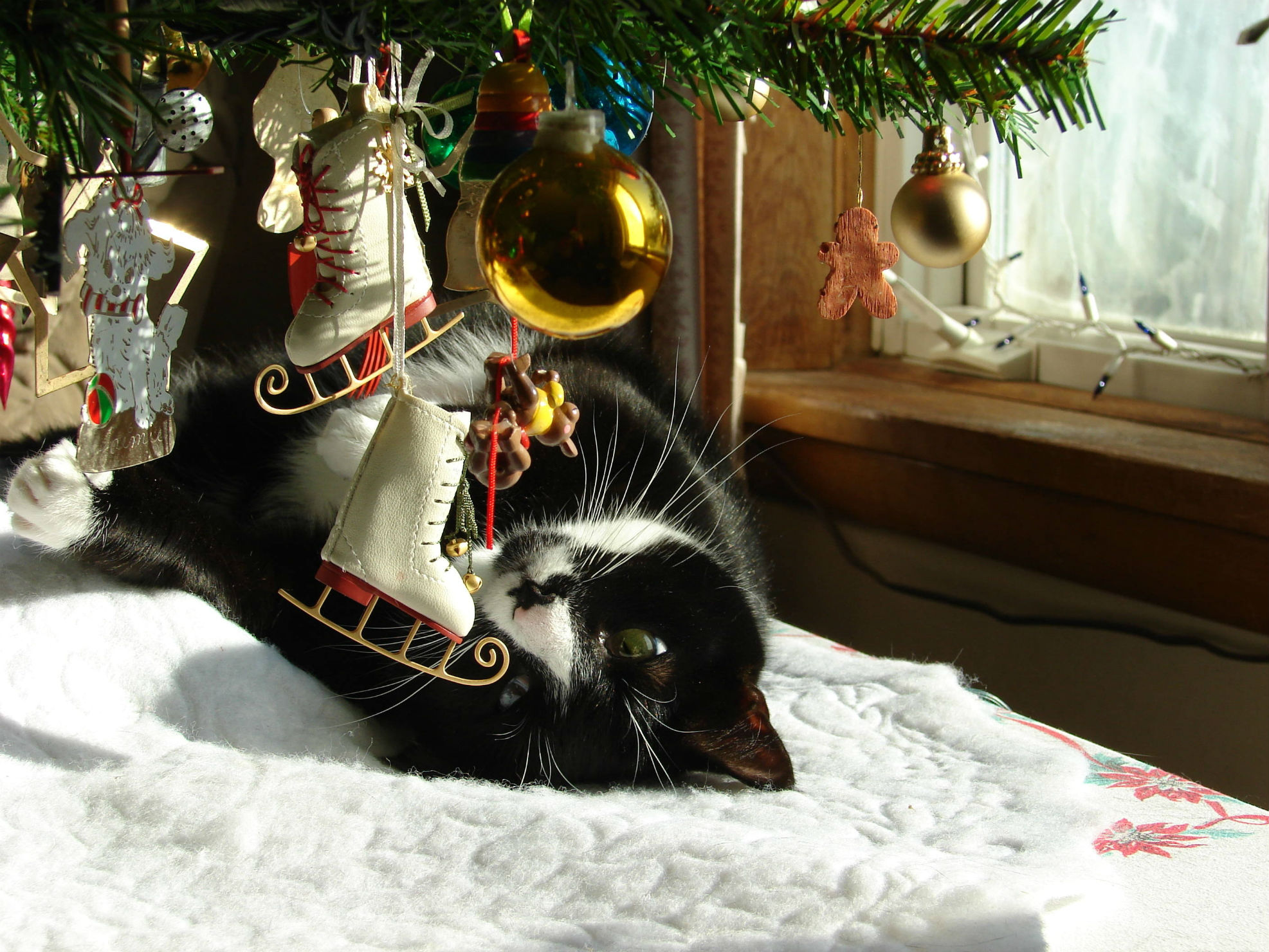 Download mobile wallpaper Christmas Ornaments, Christmas, Cat, Holiday for free.