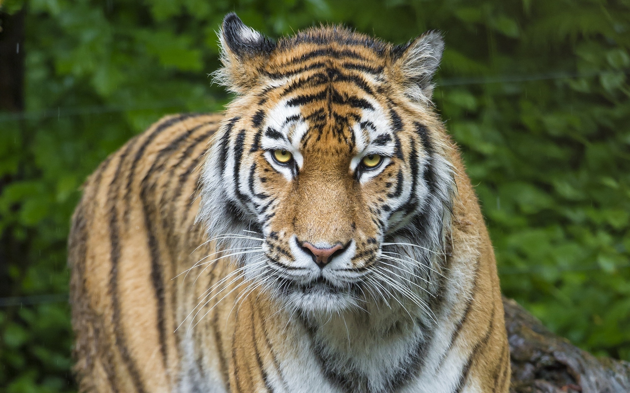 Baixar papel de parede para celular de Animais, Gatos, Tigre gratuito.