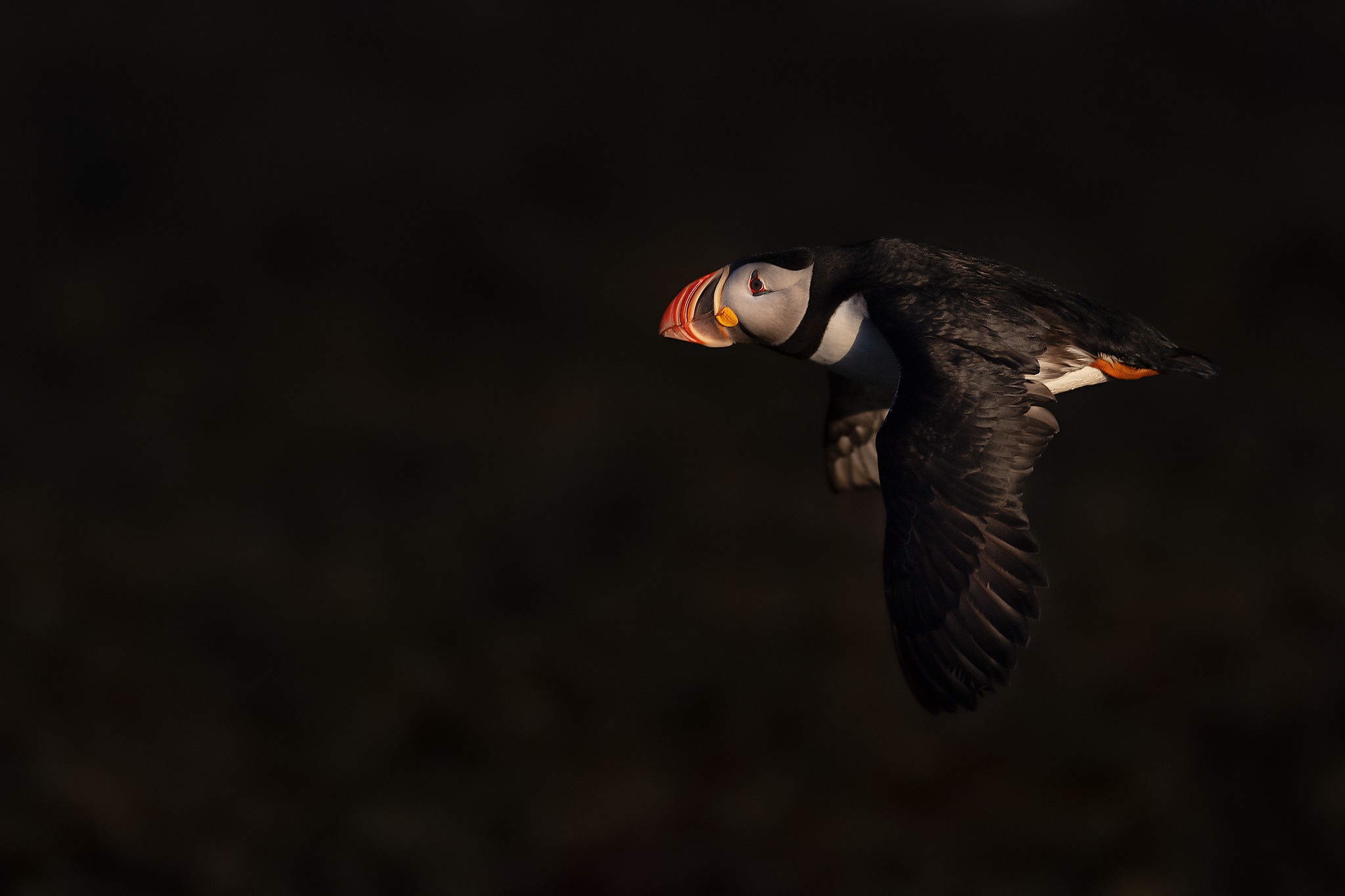 Baixar papel de parede para celular de Animais, Aves, Pássaro, Papagaio Do Mar gratuito.