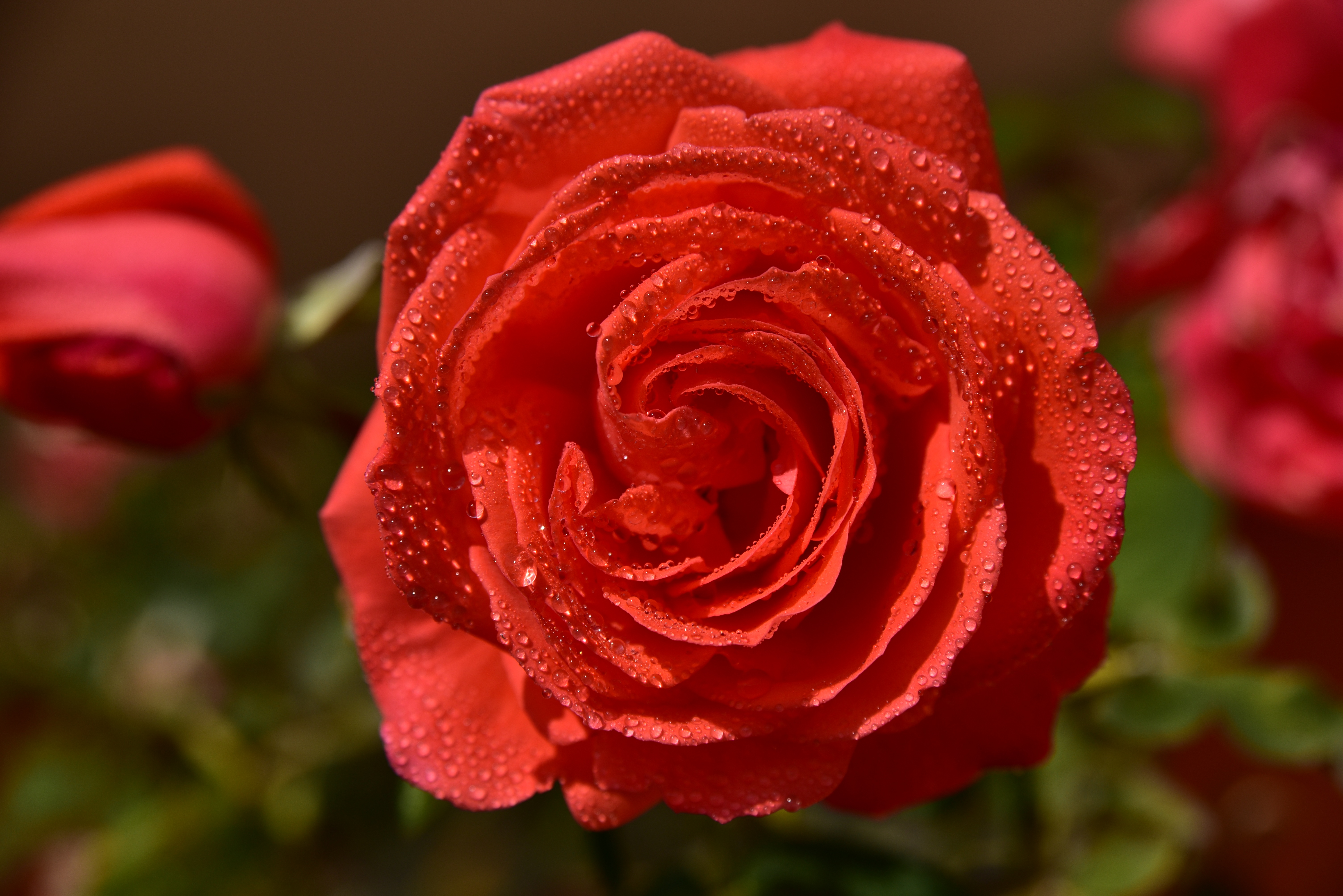 Free download wallpaper Nature, Flowers, Flower, Macro, Rose, Earth, Red Flower on your PC desktop