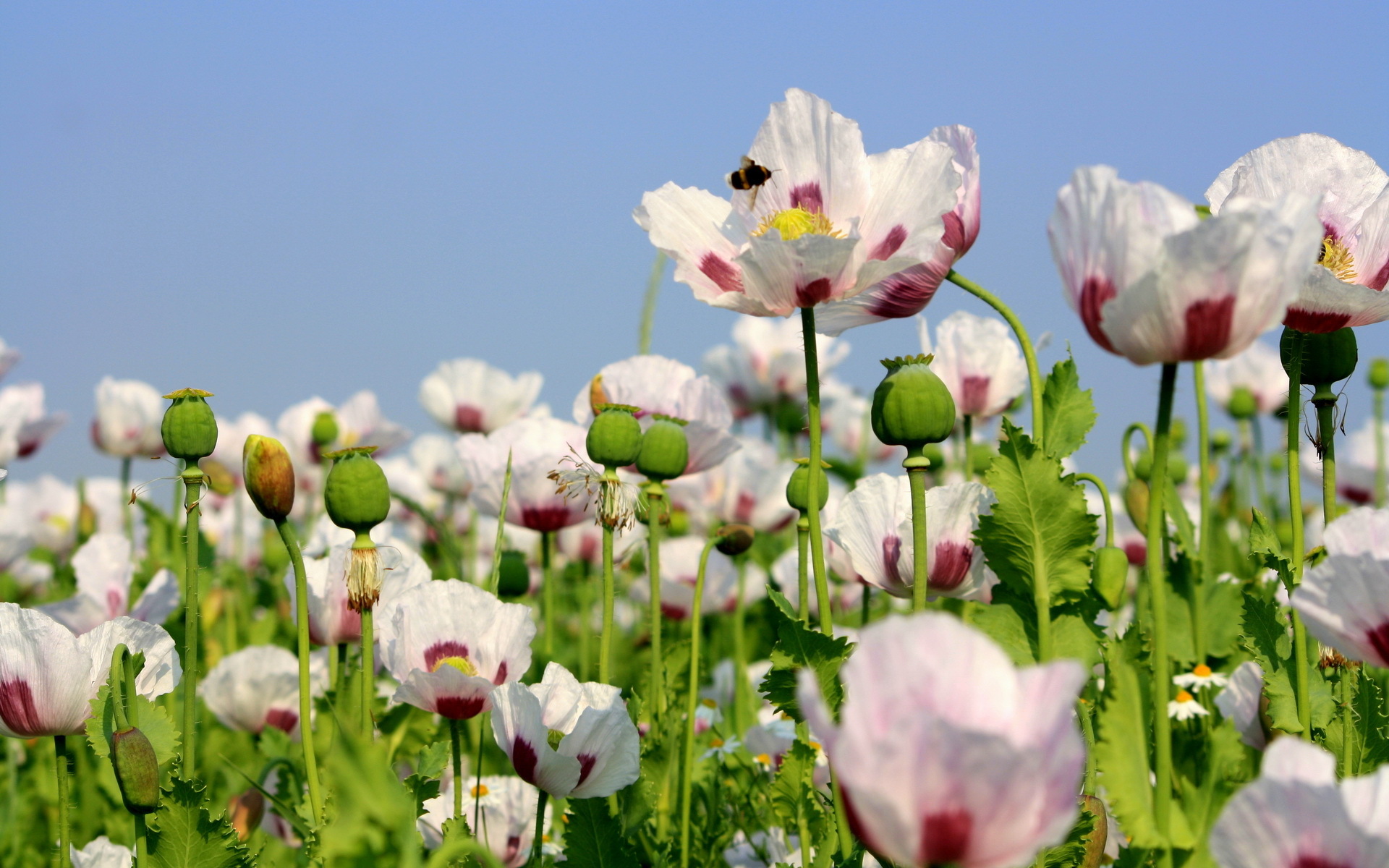 Descarga gratis la imagen Flores, Flor, Tierra/naturaleza en el escritorio de tu PC