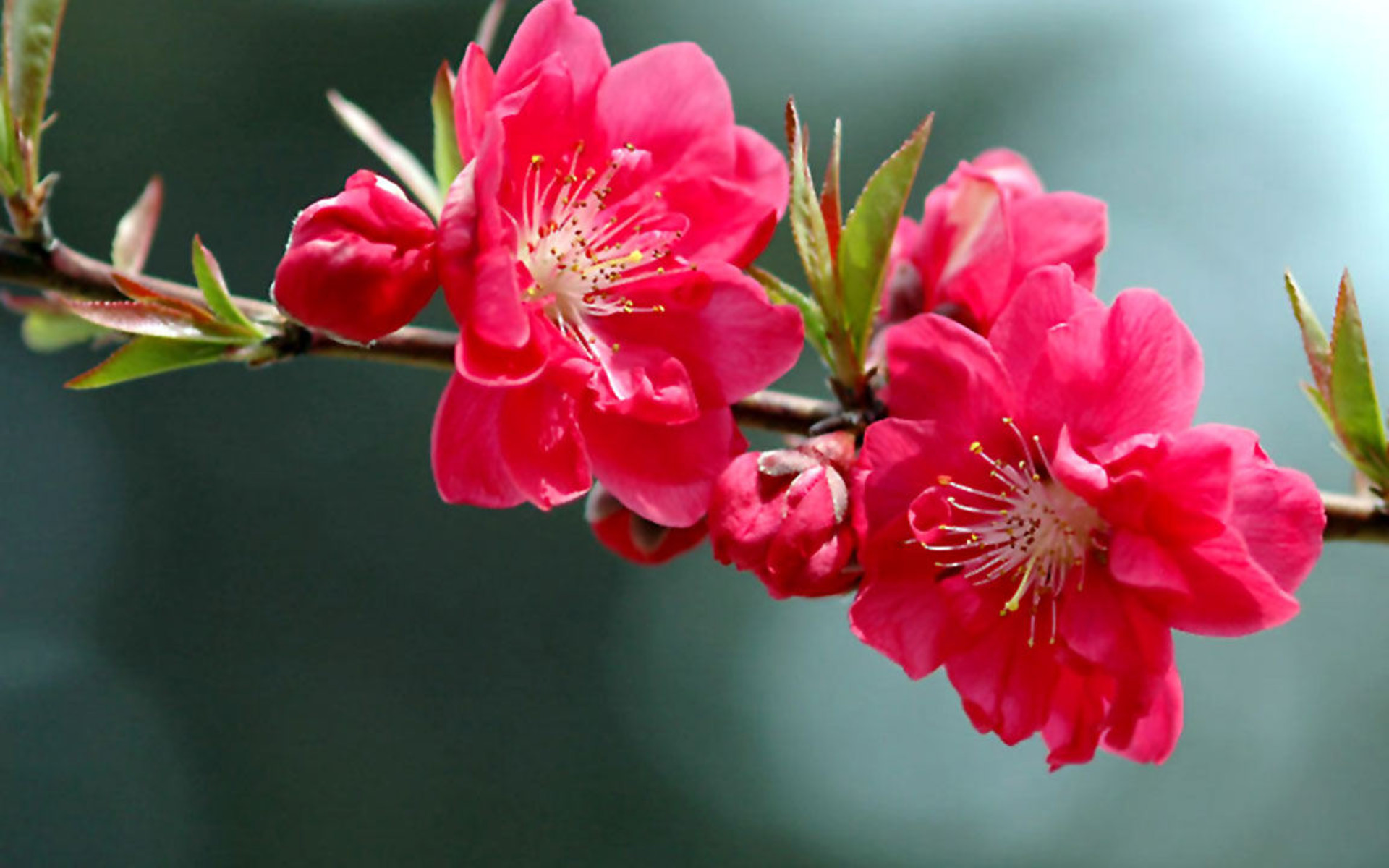 Baixe gratuitamente a imagem Flores, Flor, Terra/natureza na área de trabalho do seu PC