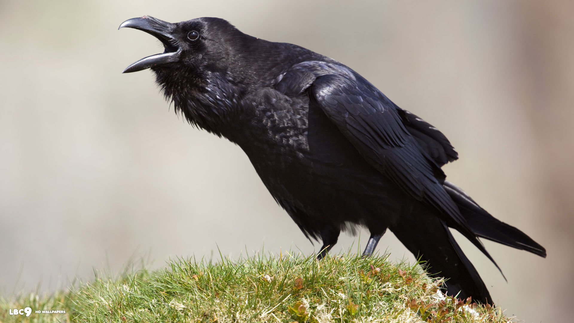 無料モバイル壁紙動物, 鳥, カラスをダウンロードします。