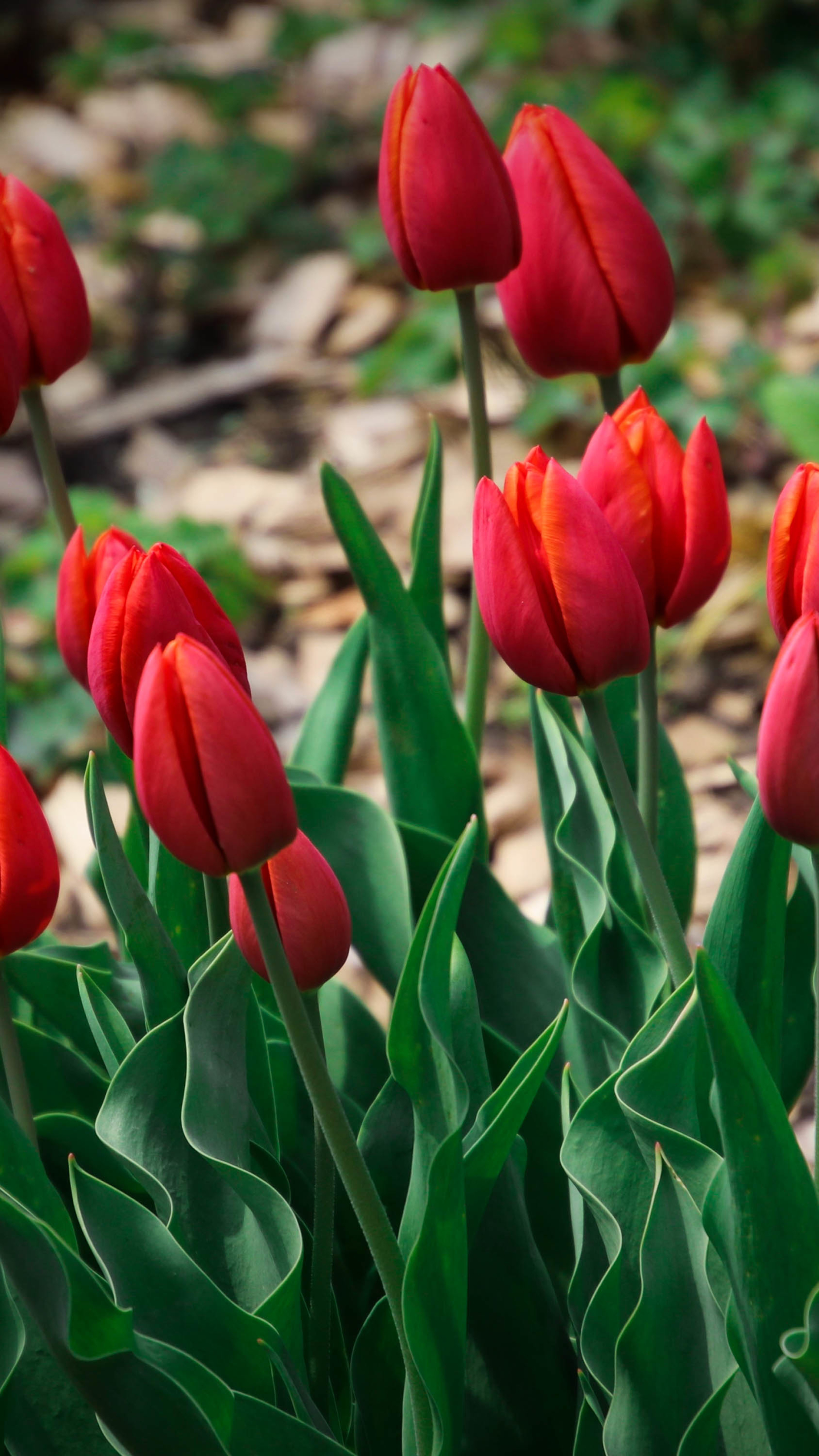 Handy-Wallpaper Blumen, Blume, Tulpe, Erde/natur kostenlos herunterladen.