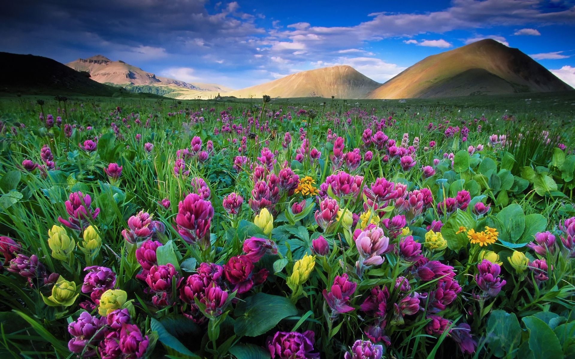 Free download wallpaper Landscape, Flowers, Flower, Earth, Field, Meadow, Yellow Flower, Purple Flower on your PC desktop