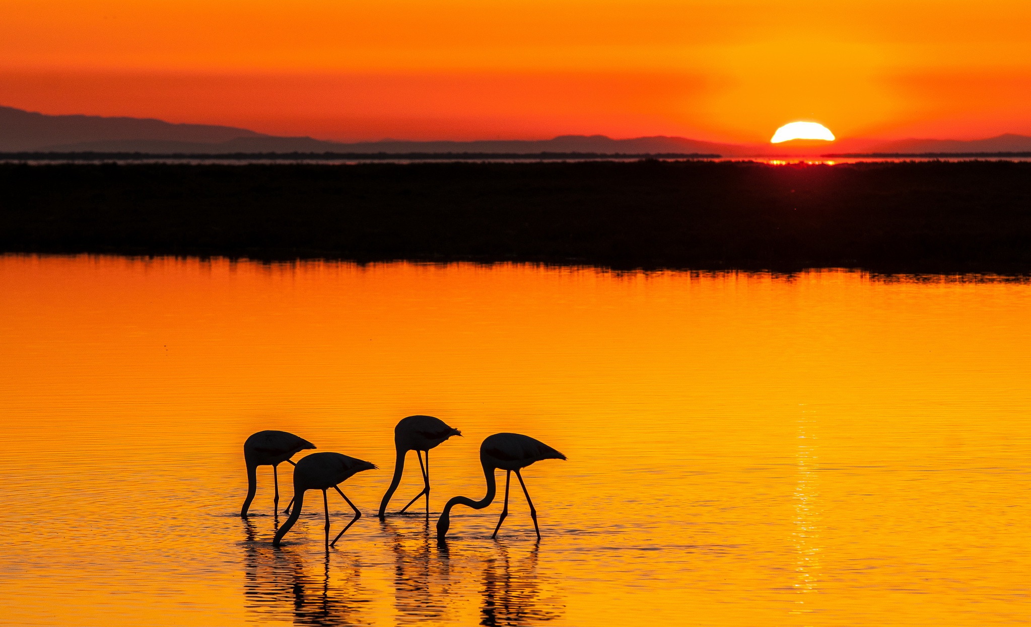 Download mobile wallpaper Birds, Water, Sunset, Sun, Flamingo, Lake, Silhouette, Bird, Animal for free.