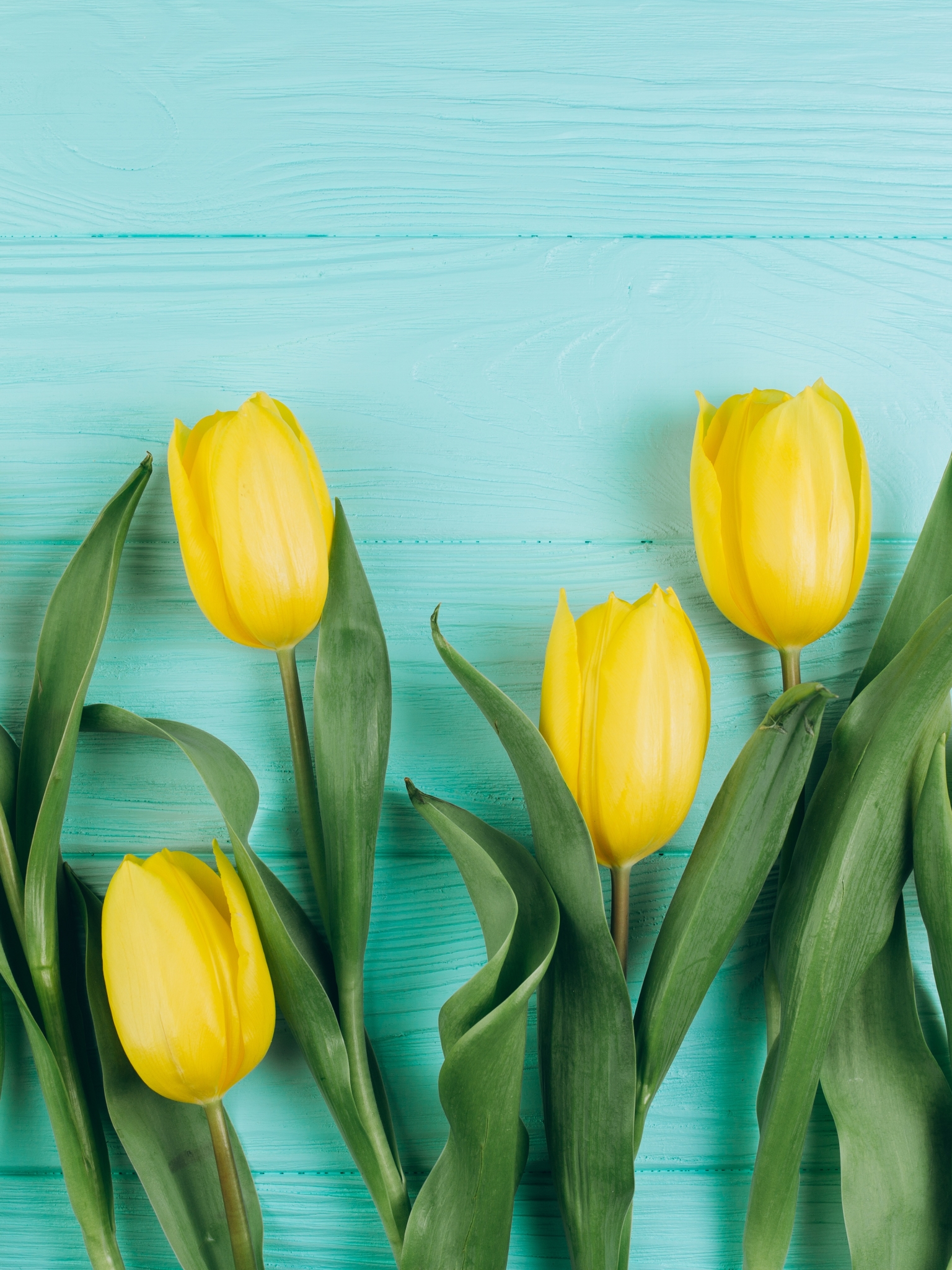 Download mobile wallpaper Flowers, Earth, Spring, Tulip, Yellow Flower for free.
