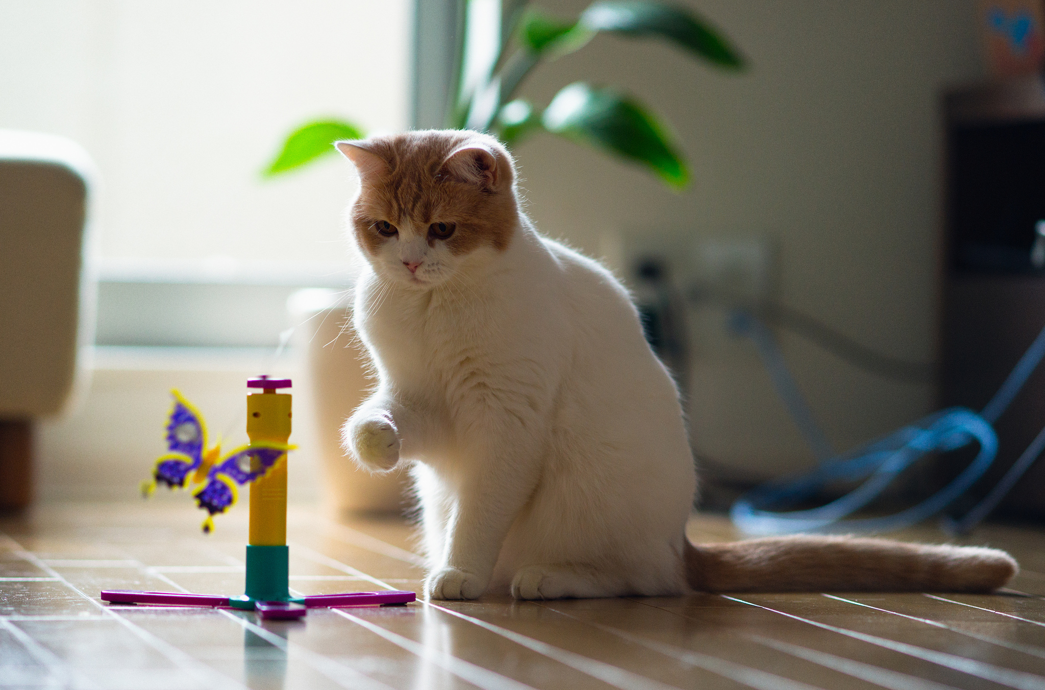 Baixe gratuitamente a imagem Animais, Gatos, Gato na área de trabalho do seu PC