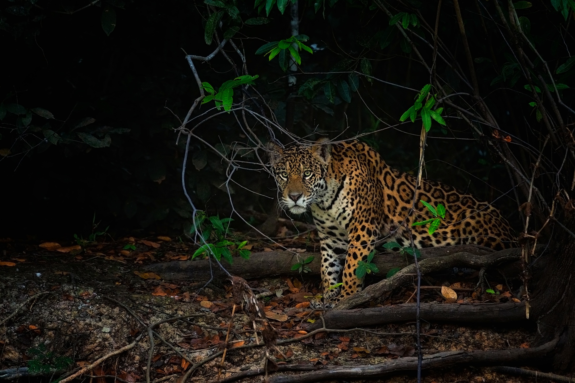 Handy-Wallpaper Tiere, Katzen, Jaguar kostenlos herunterladen.