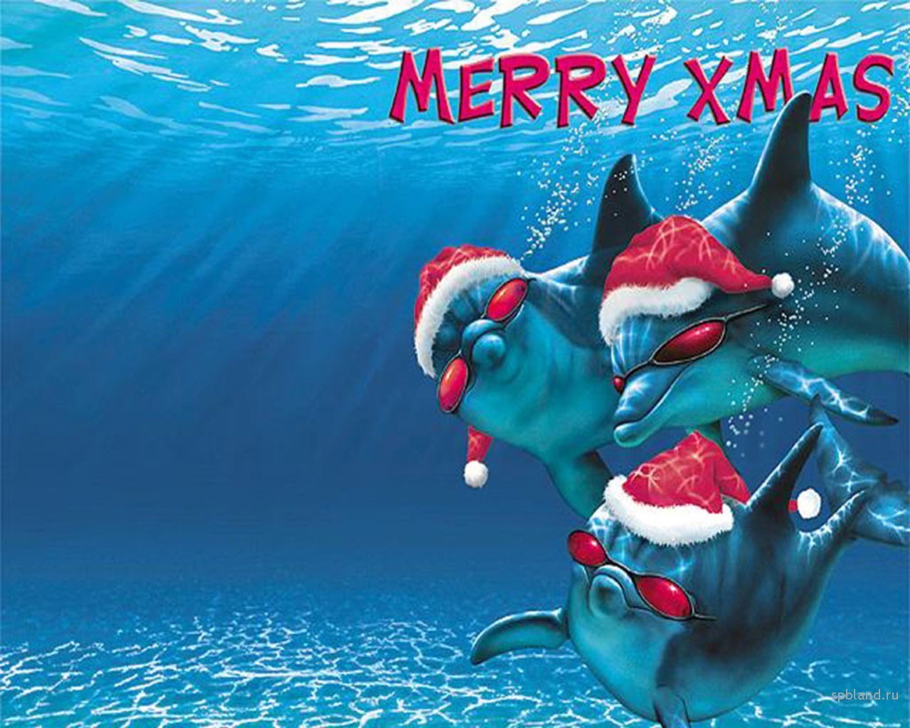 14084 baixar papel de parede engraçado, férias, golfinhos, mar, ano novo, natal, peixes - protetores de tela e imagens gratuitamente