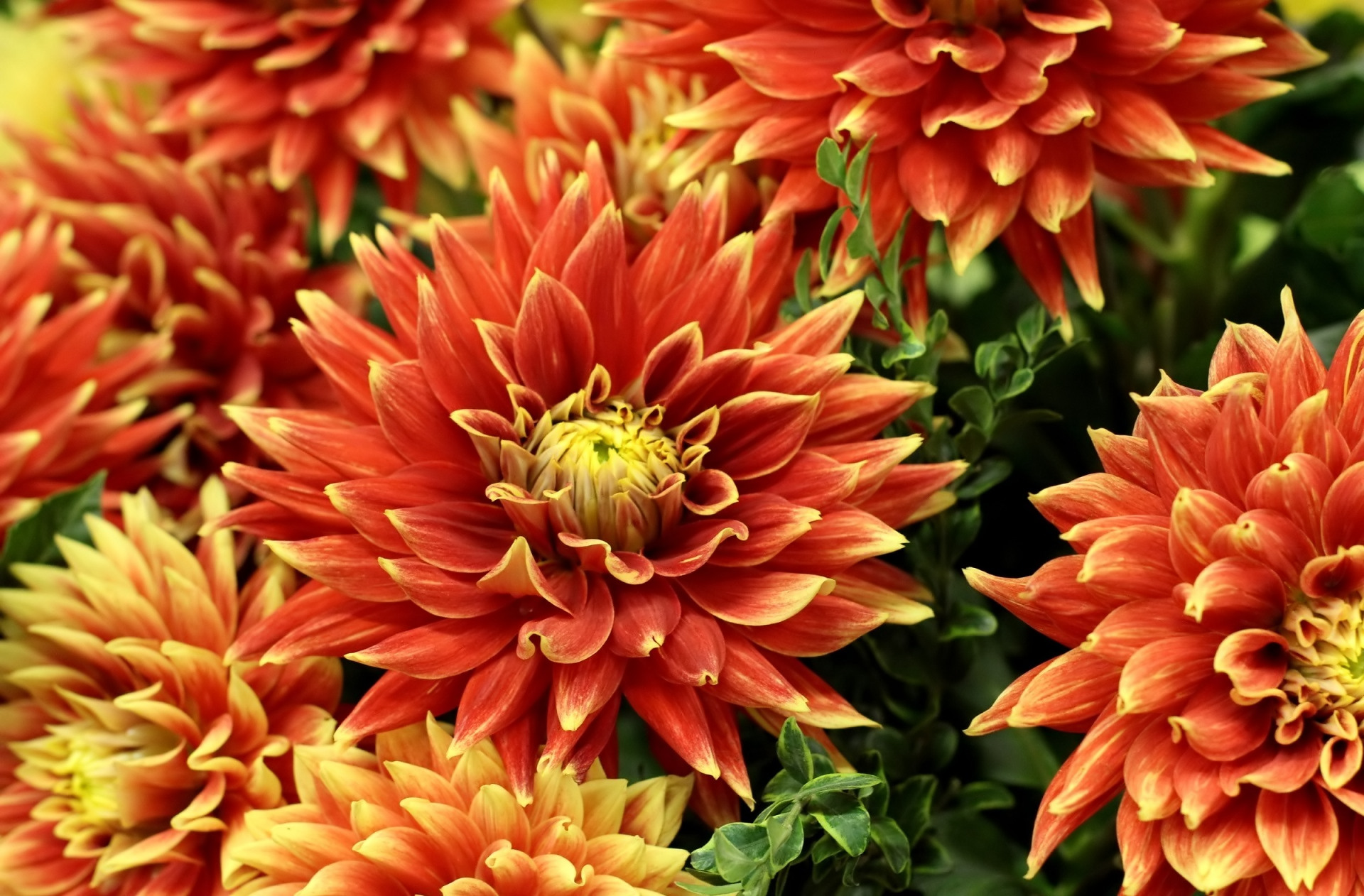 Download mobile wallpaper Flowers, Earth, Dahlia for free.