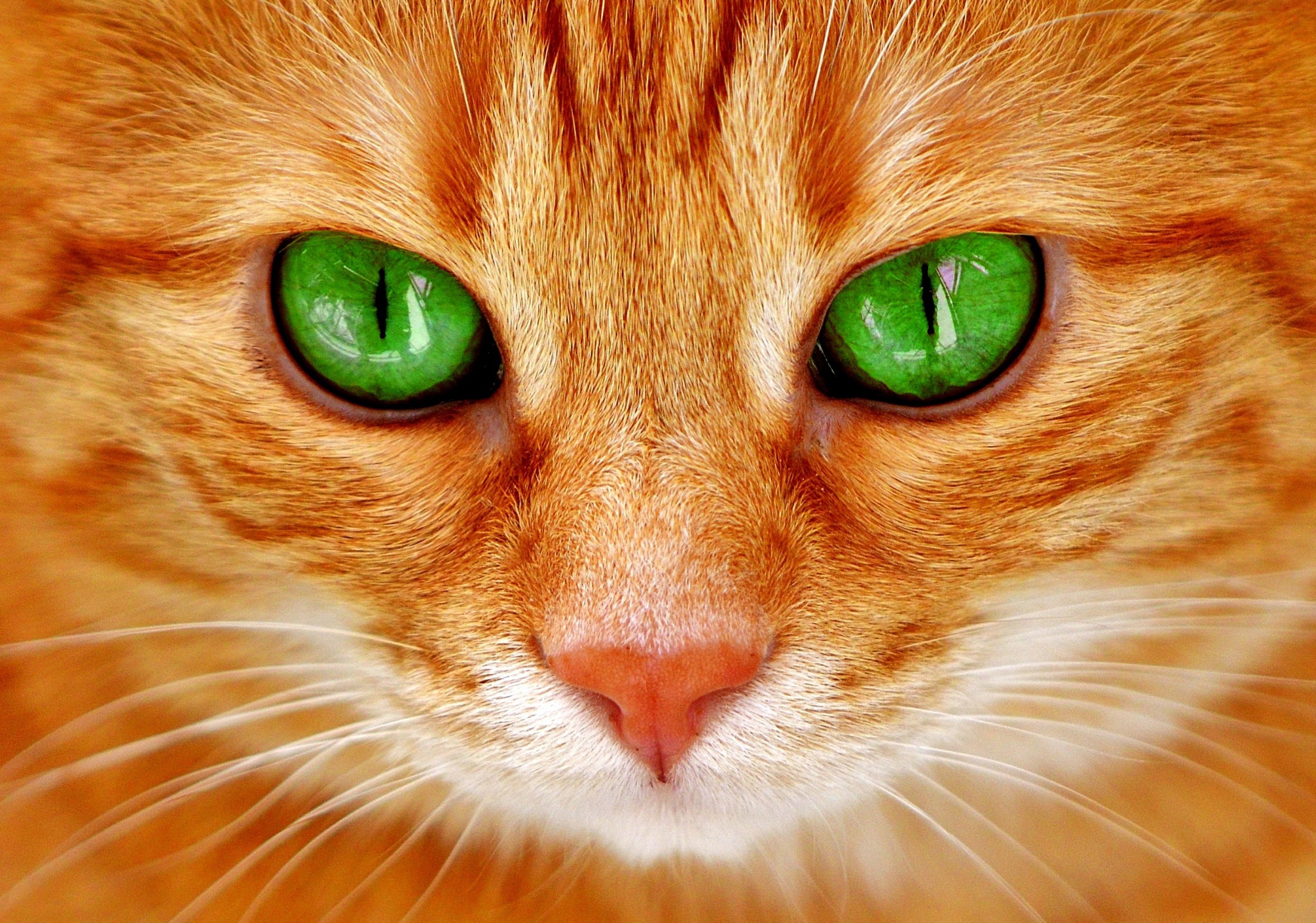 Handy-Wallpaper Tiere, Katzen, Katze, Gesicht, Grüne Augen kostenlos herunterladen.