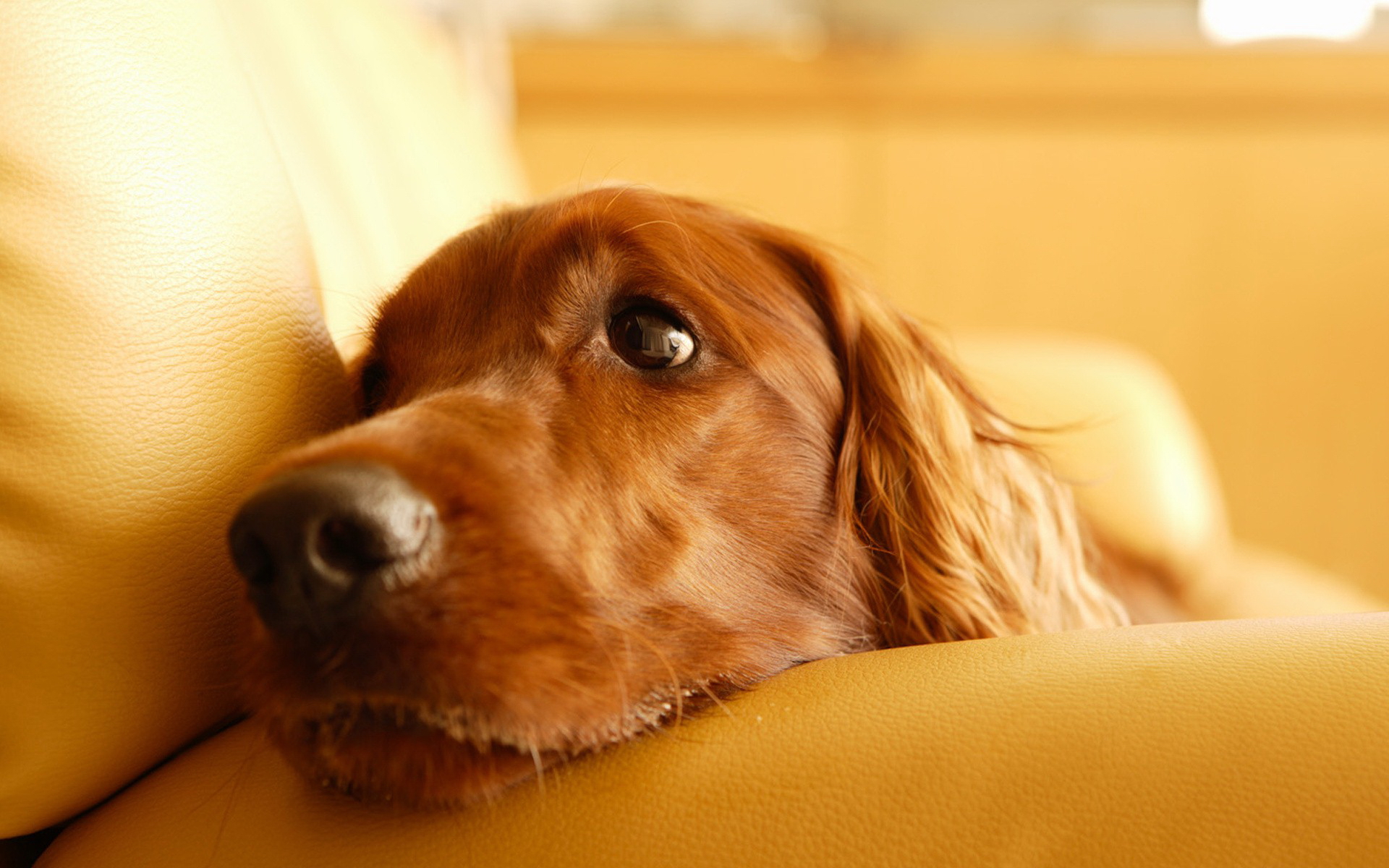 336910 Bildschirmschoner und Hintergrundbilder Hunde auf Ihrem Telefon. Laden Sie  Bilder kostenlos herunter