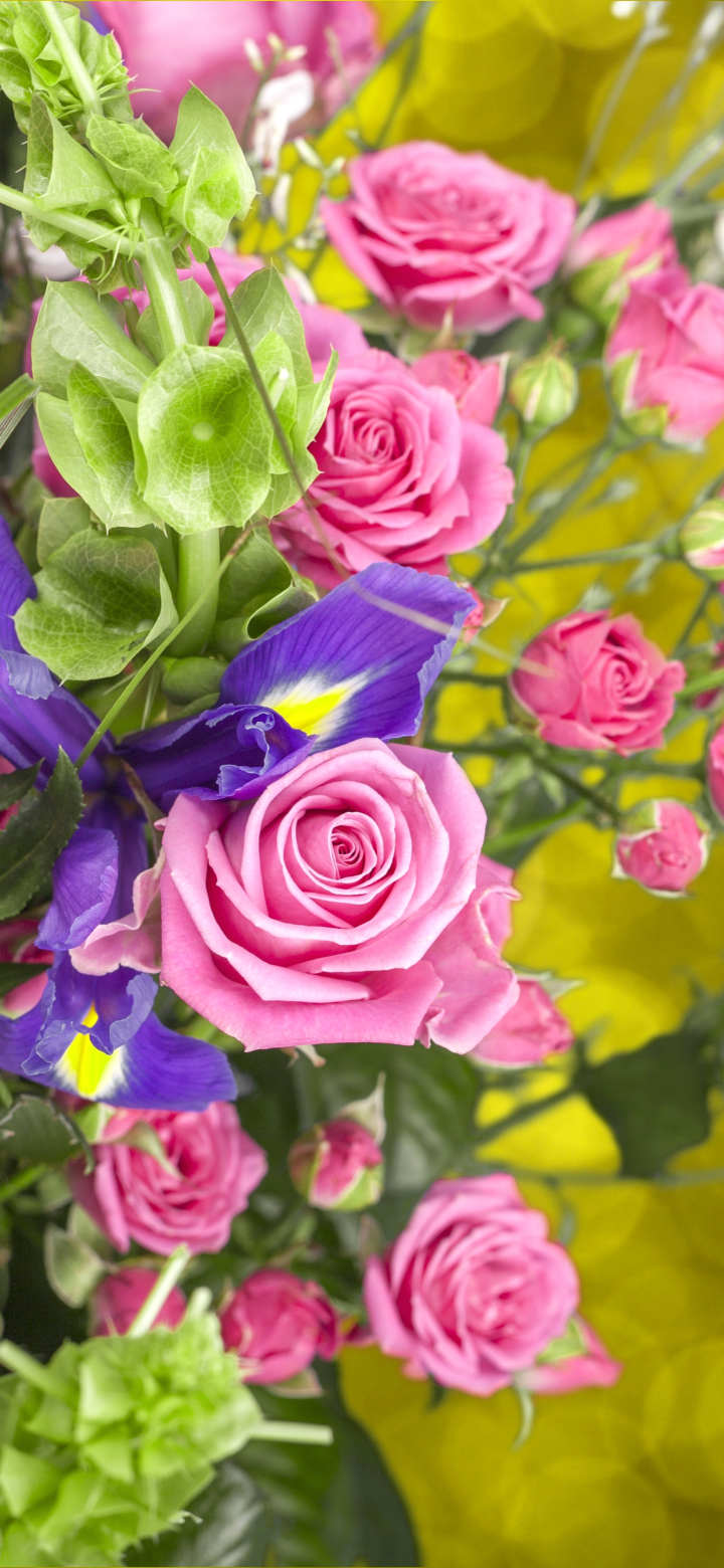 Download mobile wallpaper Flowers, Flower, Rose, Earth, Bokeh, Purple Flower, Pink Flower for free.