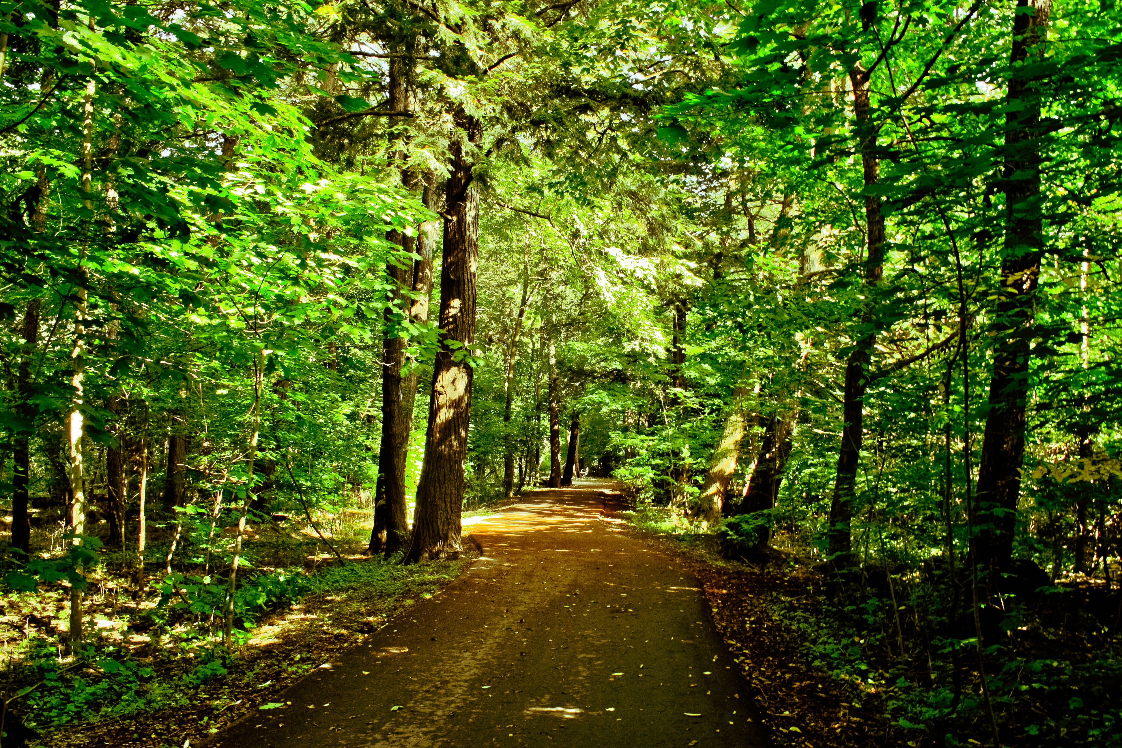 Descarga gratuita de fondo de pantalla para móvil de Naturaleza, Árboles, Camino, Bosque.