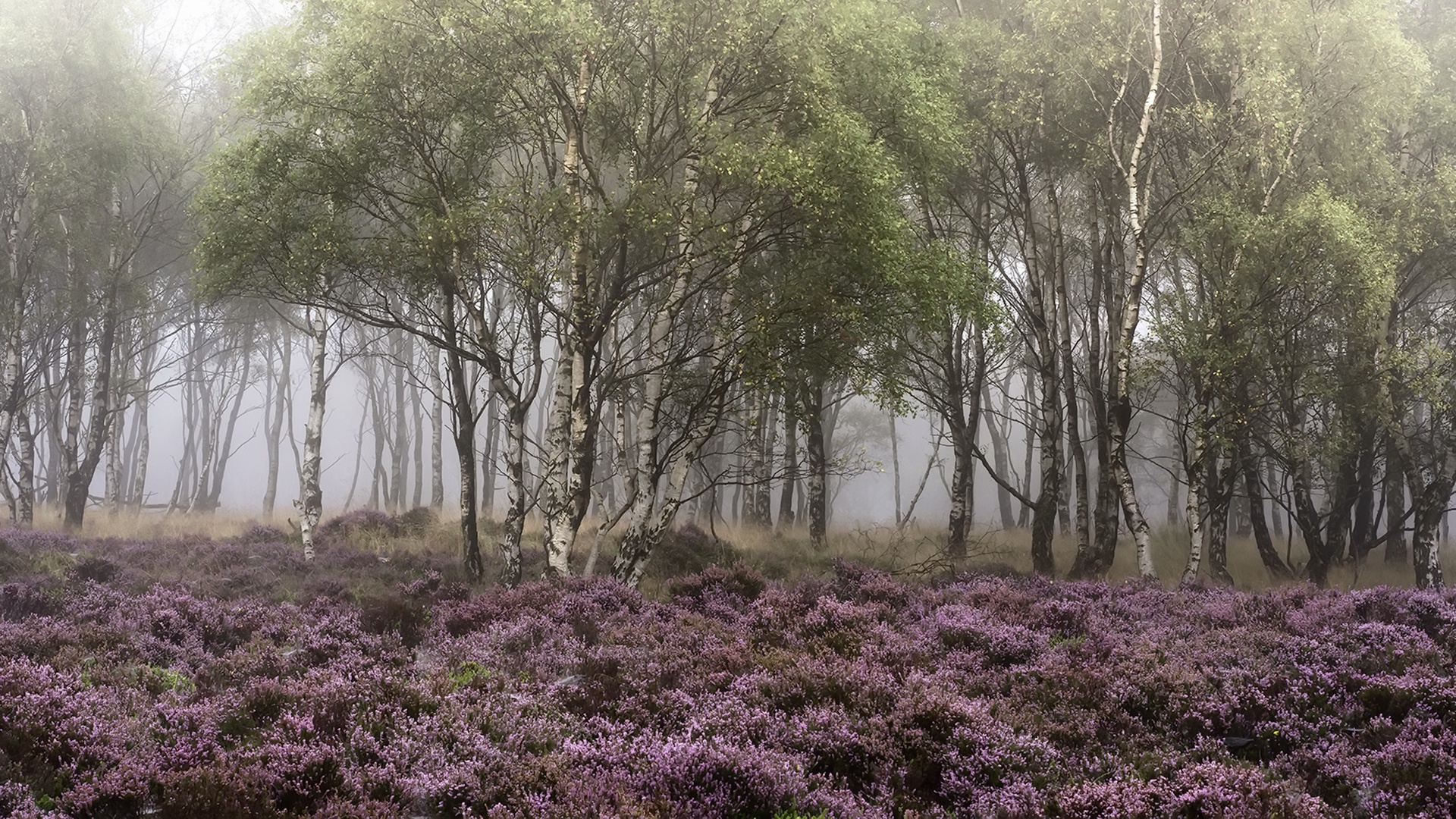 Free download wallpaper Nature, Flower, Forest, Tree, Fog, Earth, Birch, Purple Flower on your PC desktop